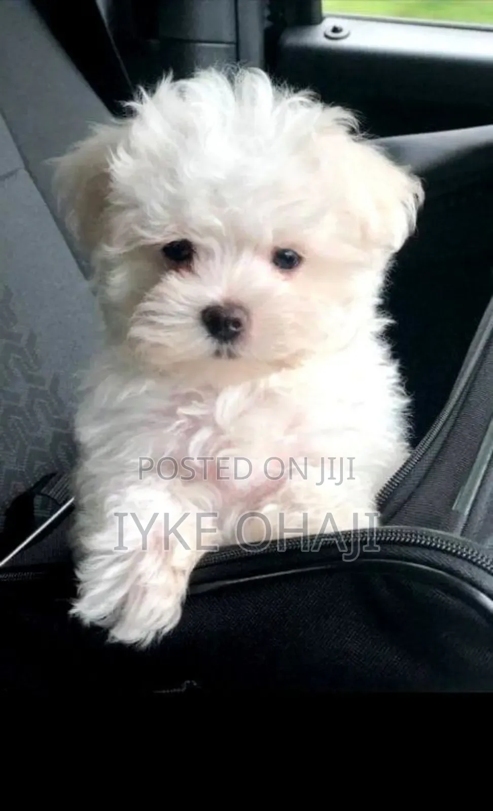 1-3 months Female Purebred Lhasa Apso