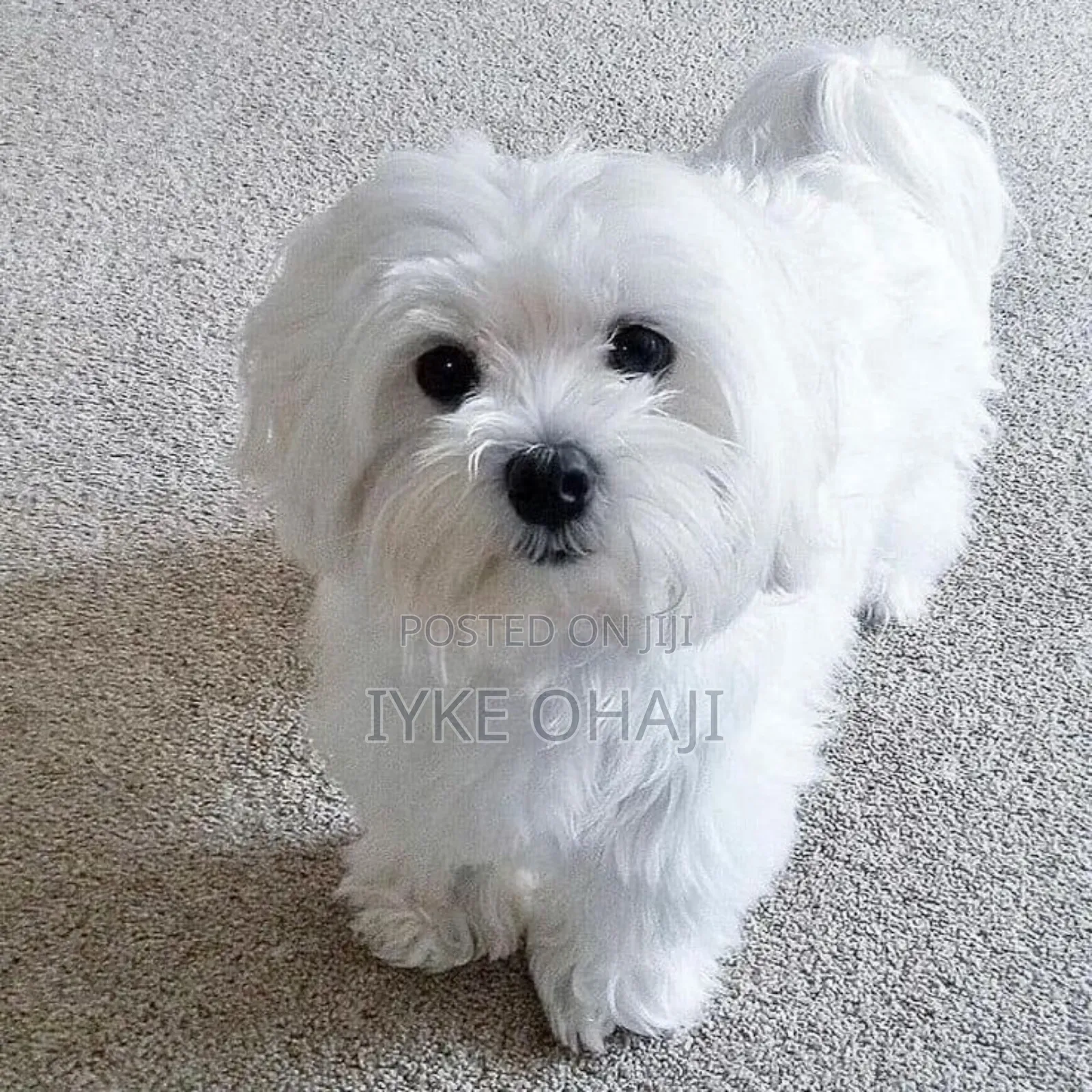 1-3 months Female Purebred Lhasa Apso
