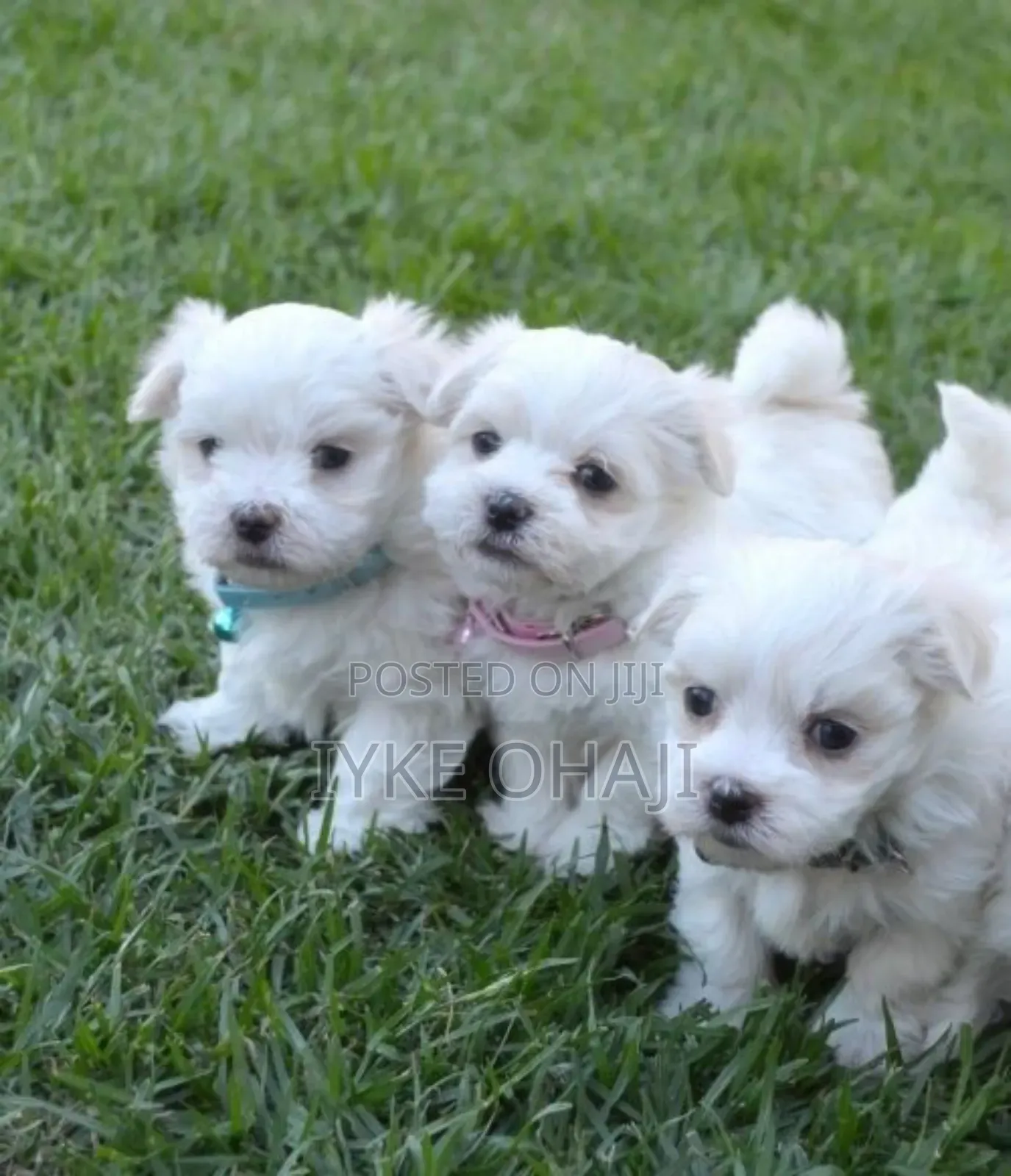 1-3 months Female Purebred Lhasa Apso