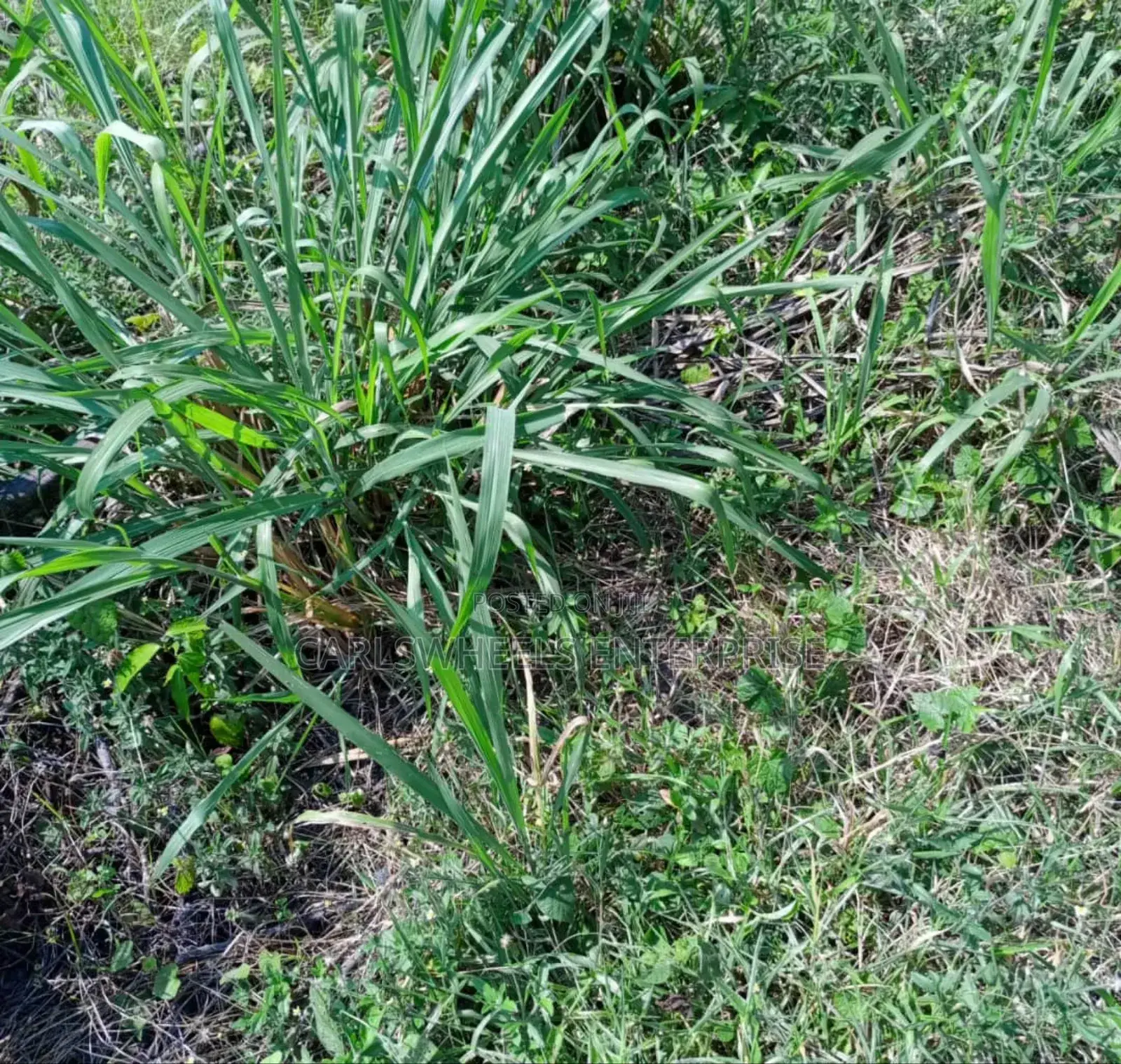 500qm Plots of Land in Amber Court Estate Epe.
