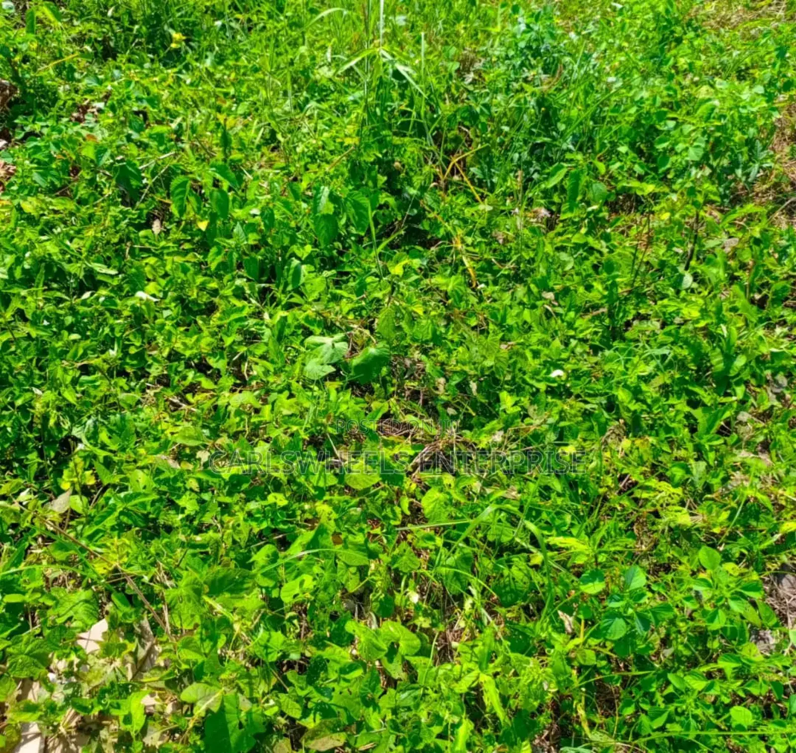 500sqm Size Plots of Land in Dangote Refinery Facingthe Road