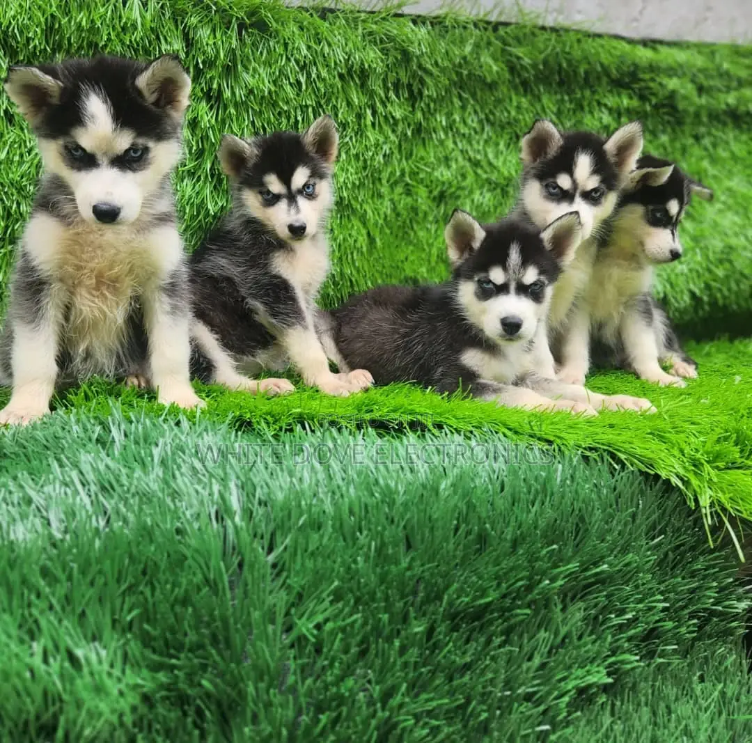 1-3 months Female Purebred Siberian Husky