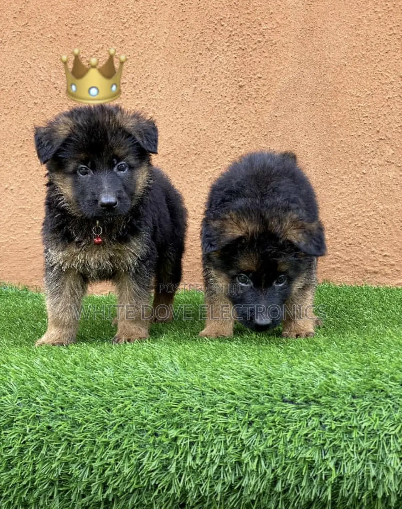 1-3 months Male Purebred Caucasian Shepherd
