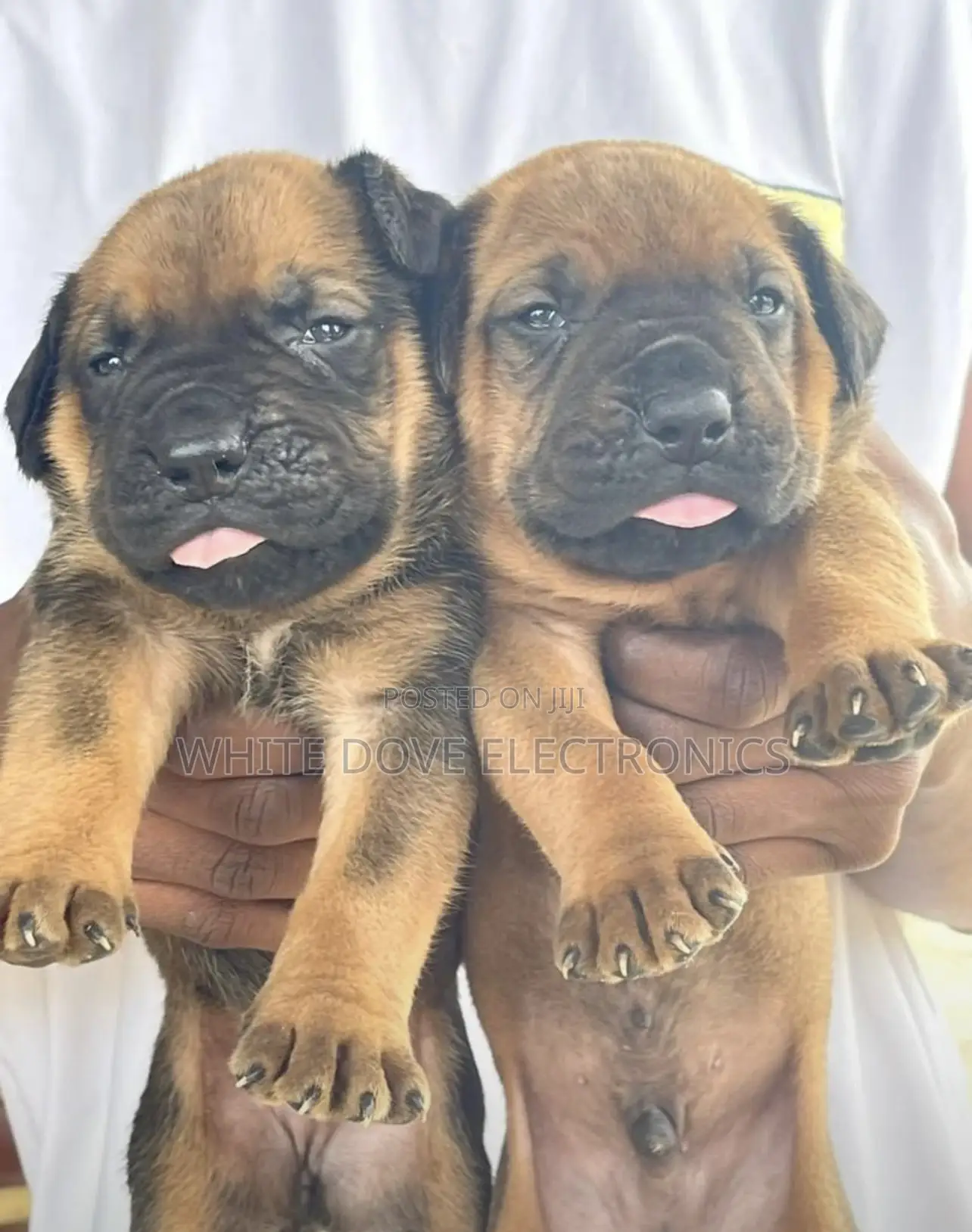 1-3 months Female Purebred Boerboel