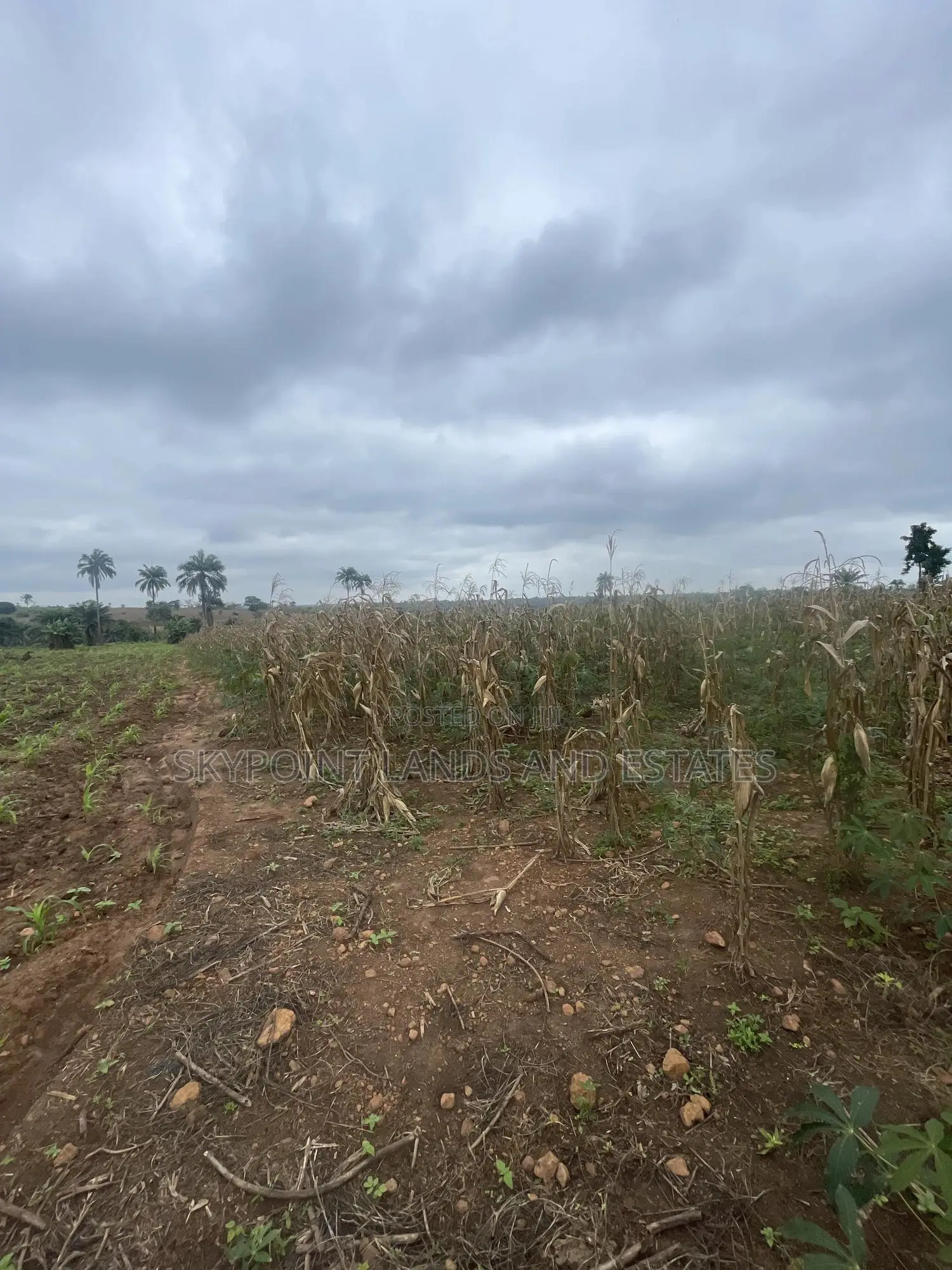 60 Acres of Farmland at Otu Itesiwaju LGA