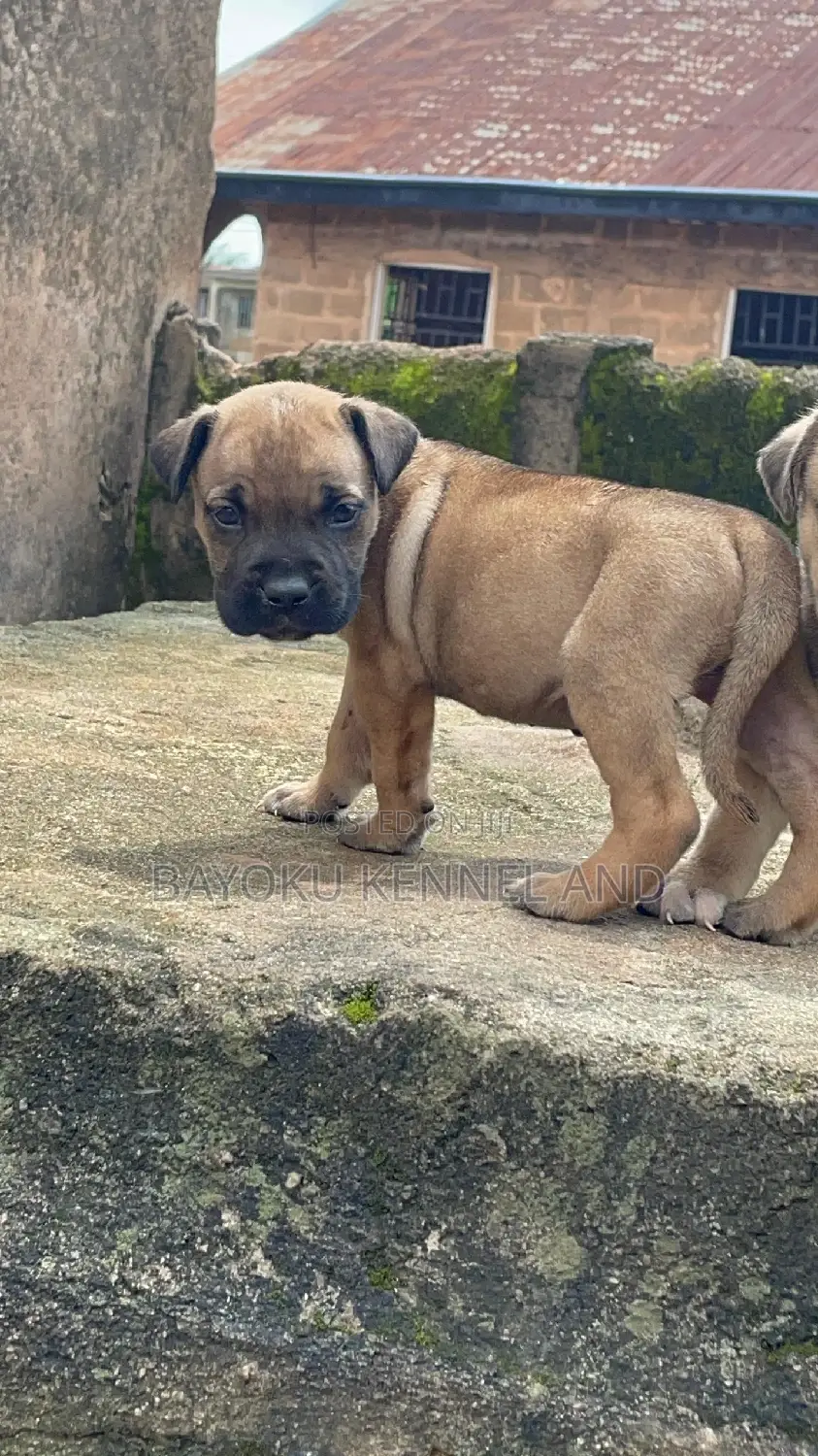 1-3 months Female Purebred Boerboel
