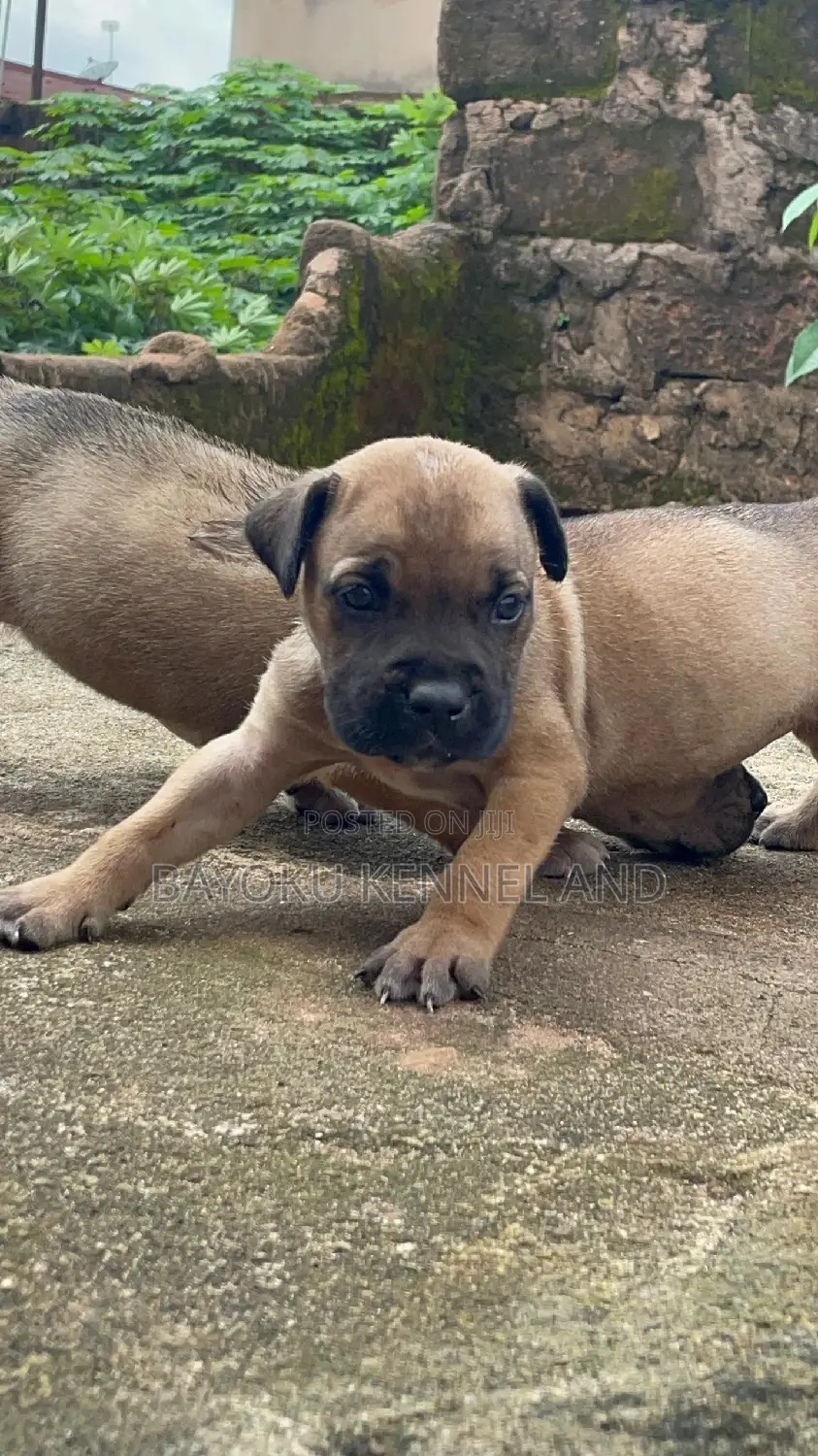 1-3 months Female Purebred Boerboel
