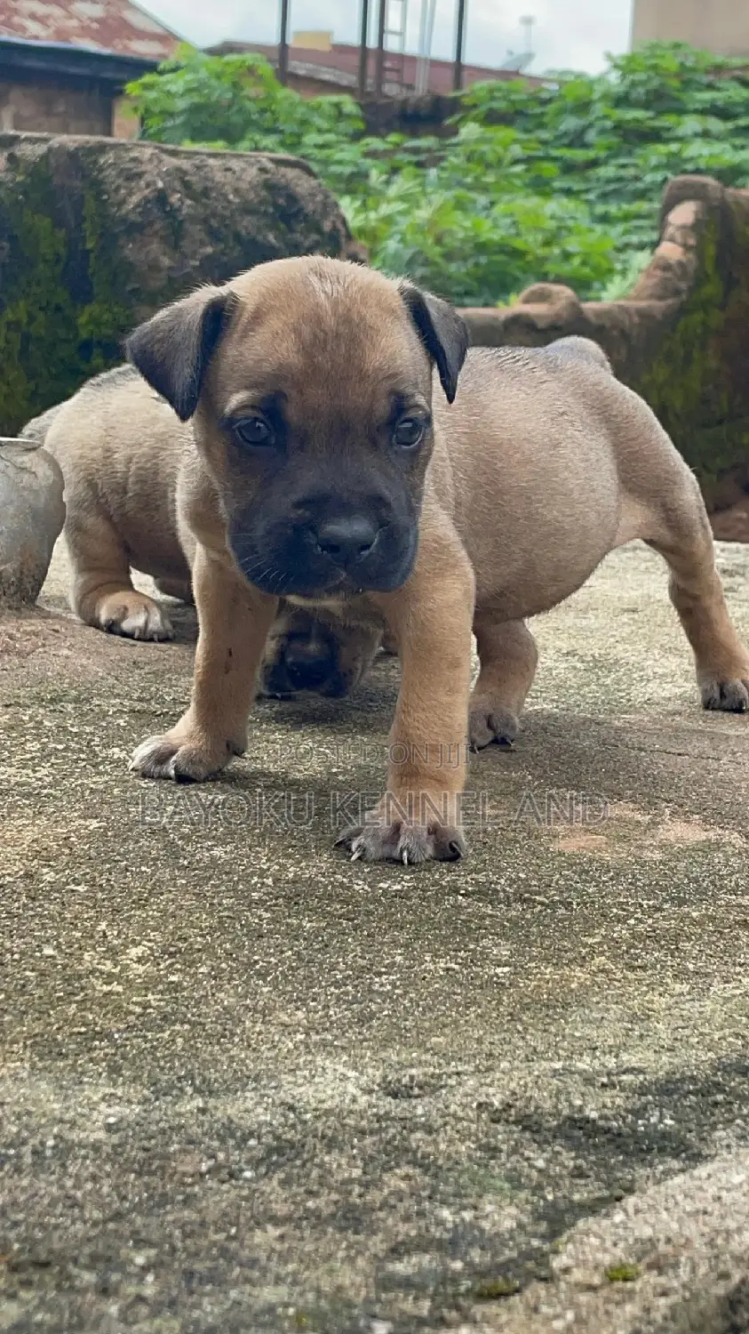 1-3 months Female Purebred Boerboel