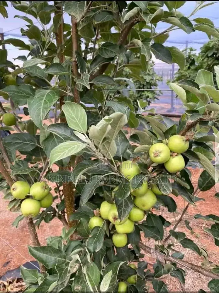 Wambugu Organic Apple/Foreign Apple Seedlings