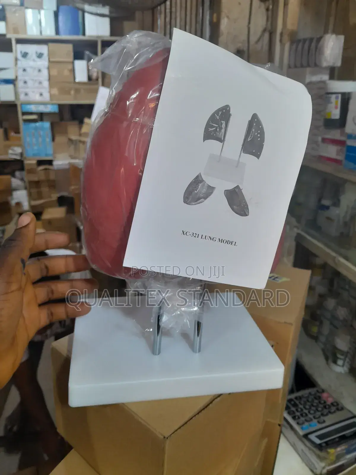 The Human Lungs ( Left and Right Lungs )