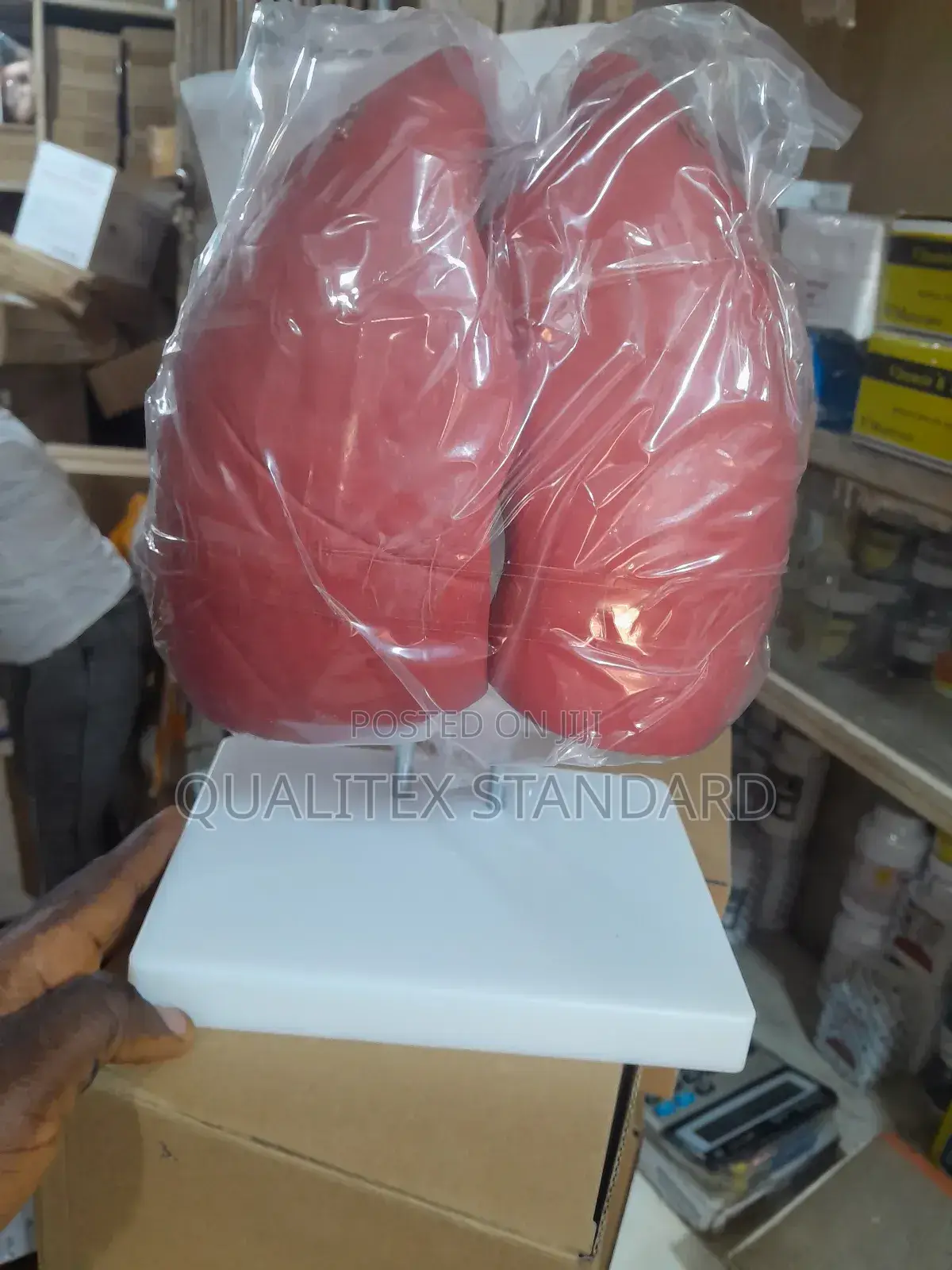 The Human Lungs ( Left and Right Lungs )
