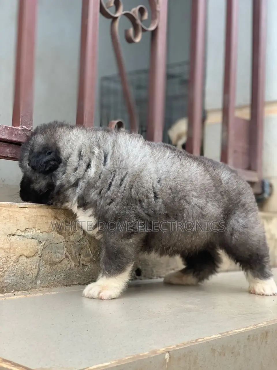 1-3 months Female Purebred Caucasian Shepherd
