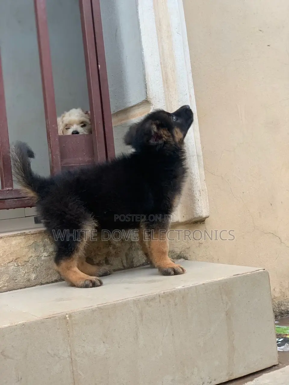 1-3 months Male Purebred German Shepherd