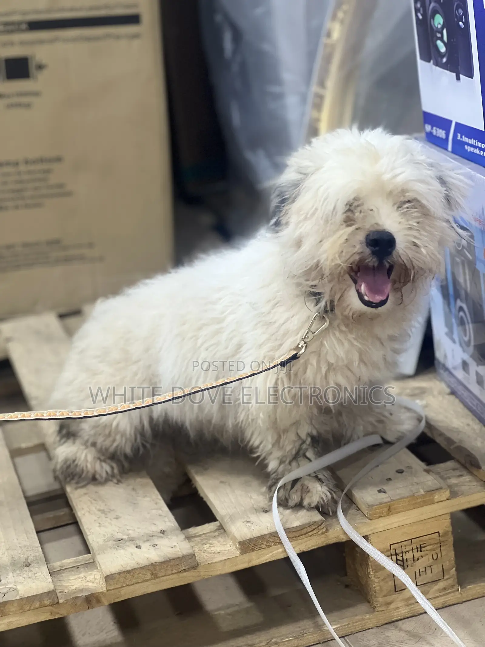 6-12 months Male Purebred Lhasa Apso