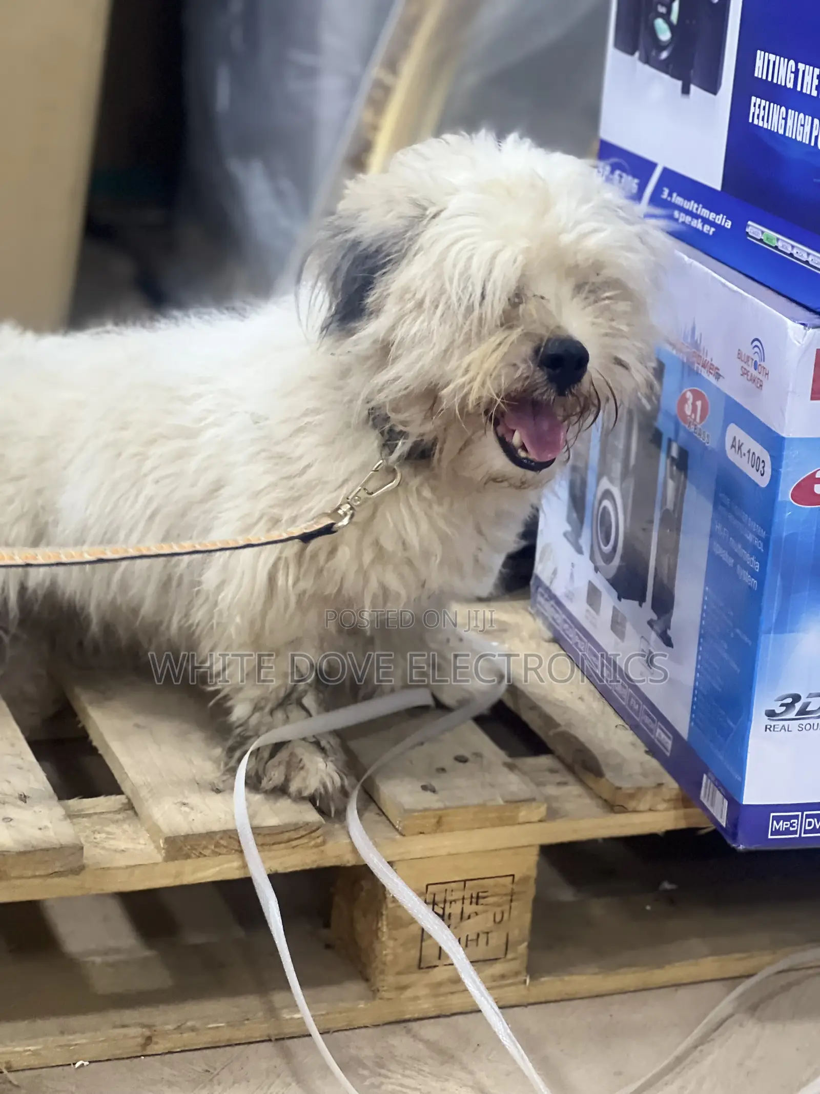 6-12 months Male Purebred Lhasa Apso