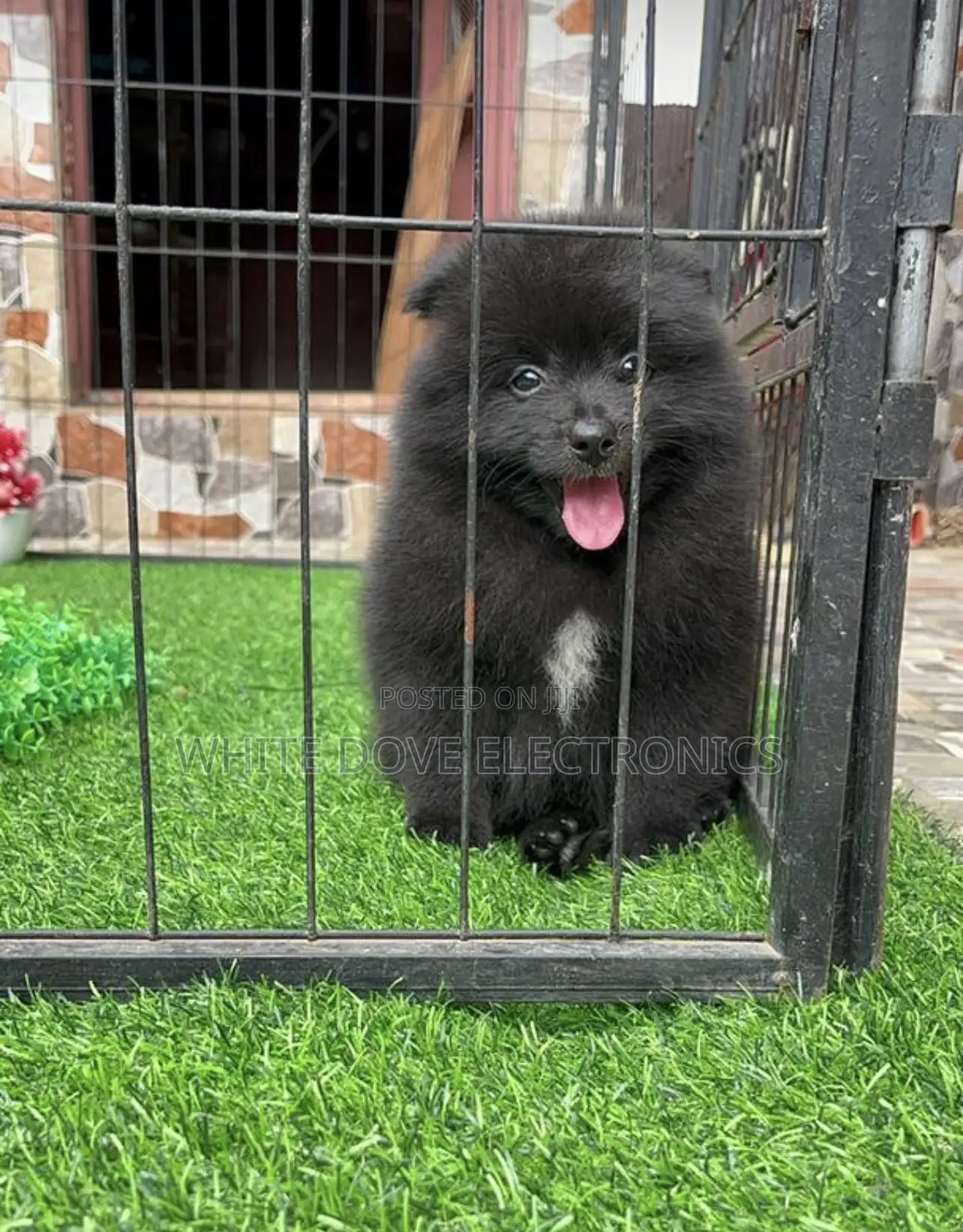 1-3 months Female Purebred Pomeranian