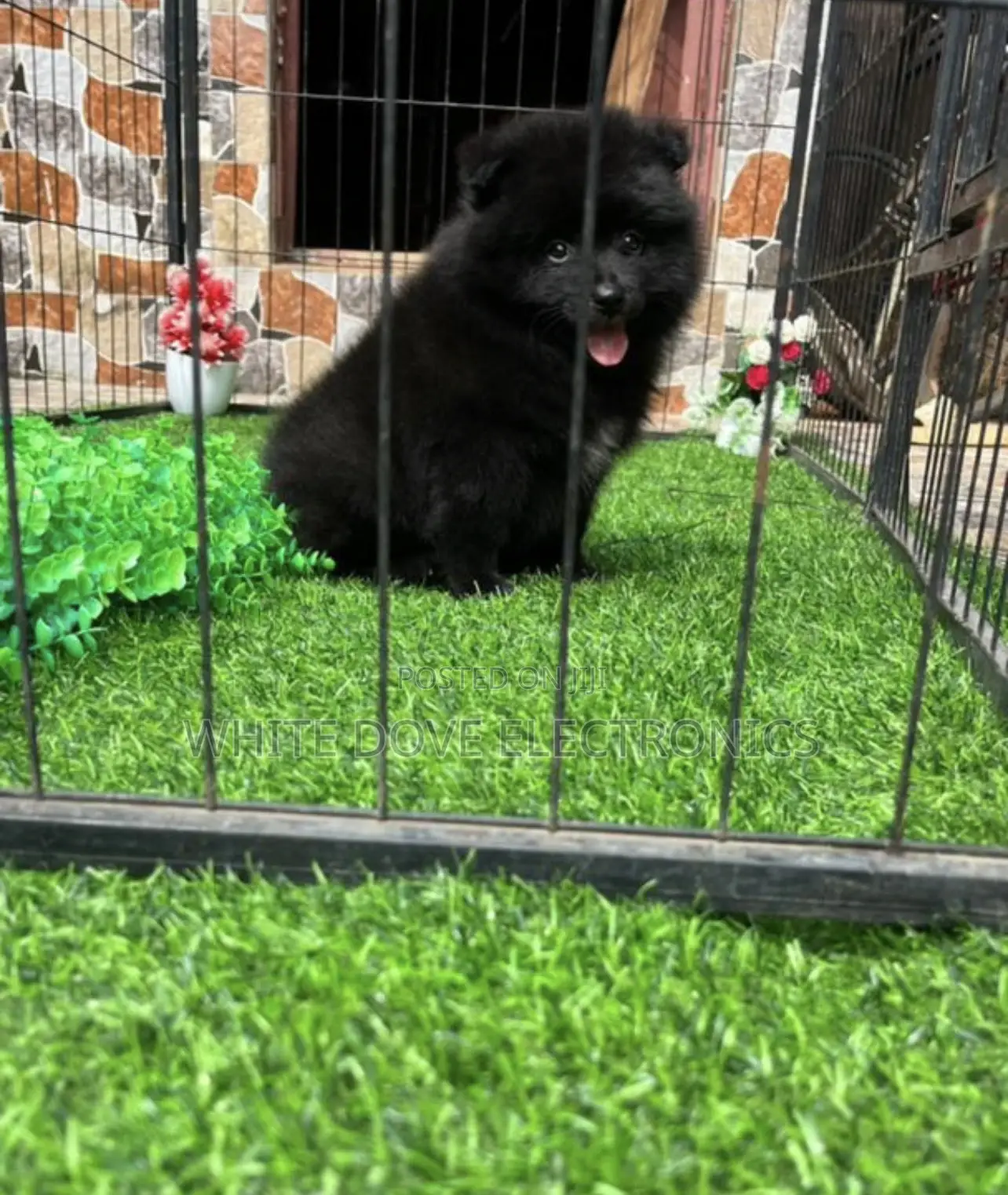 1-3 months Female Purebred Pomeranian