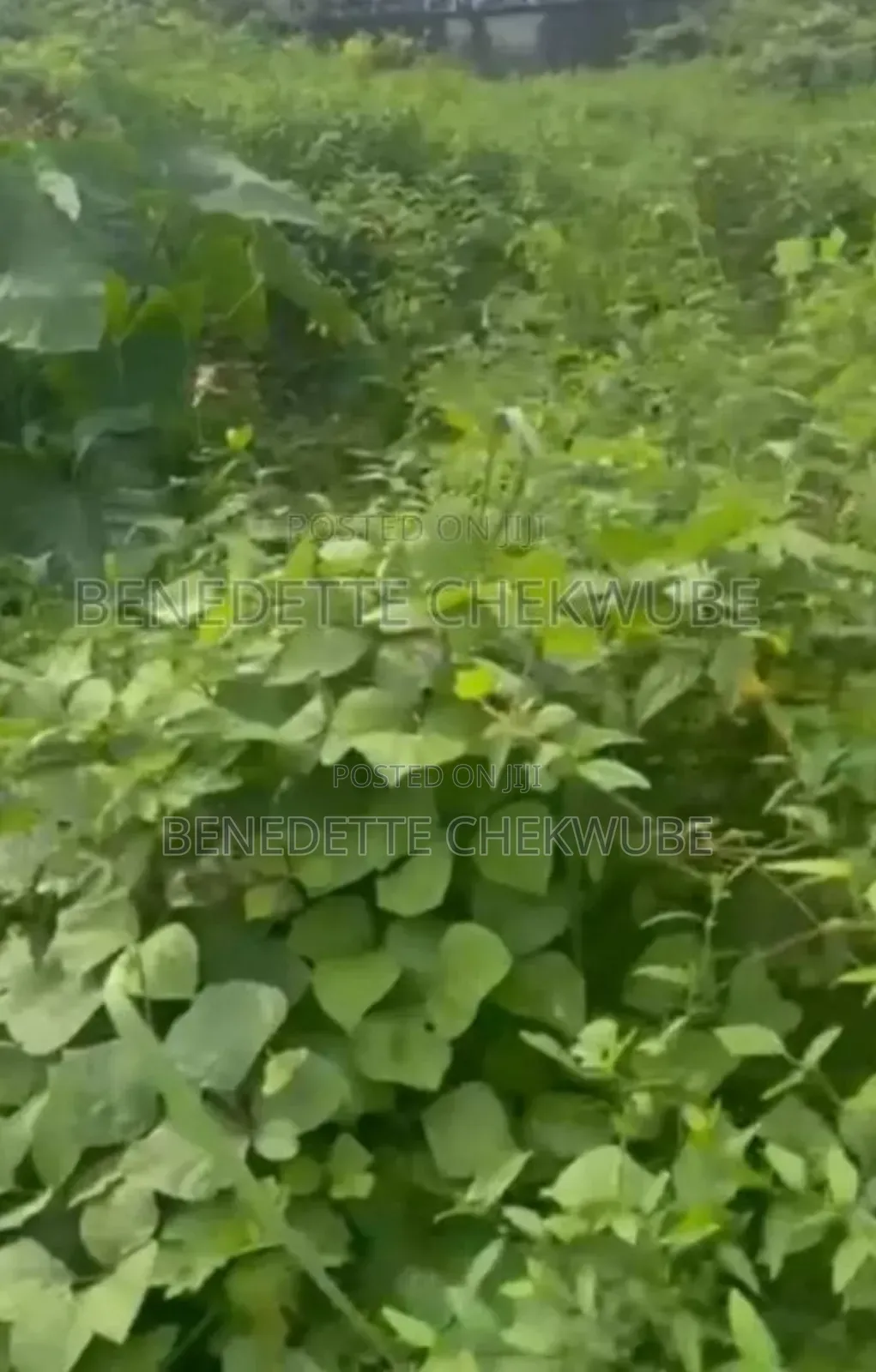 Land for Sale: