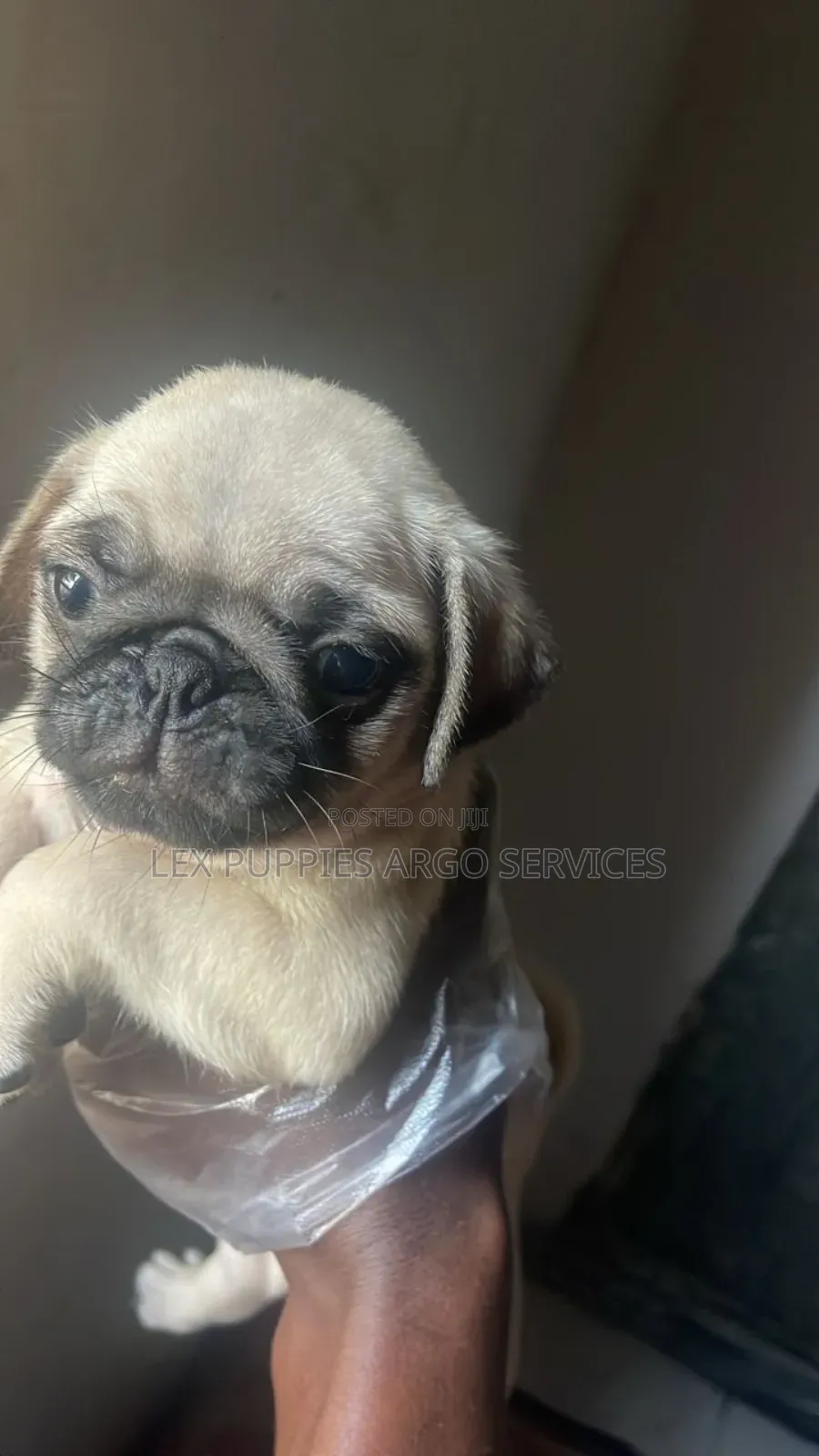 1-3 months Male Purebred Pug