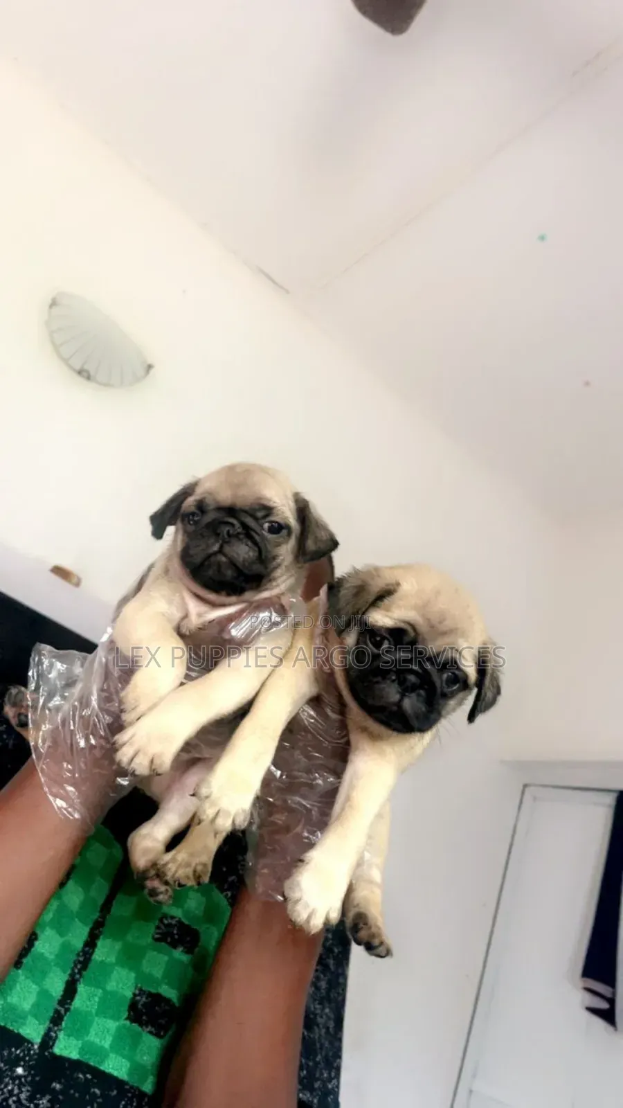 1-3 months Male Purebred Pug