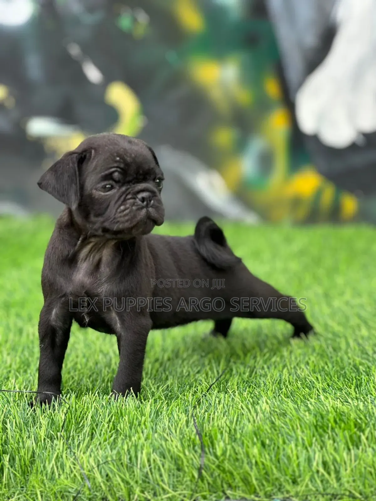 1-3 months Male Purebred Pug