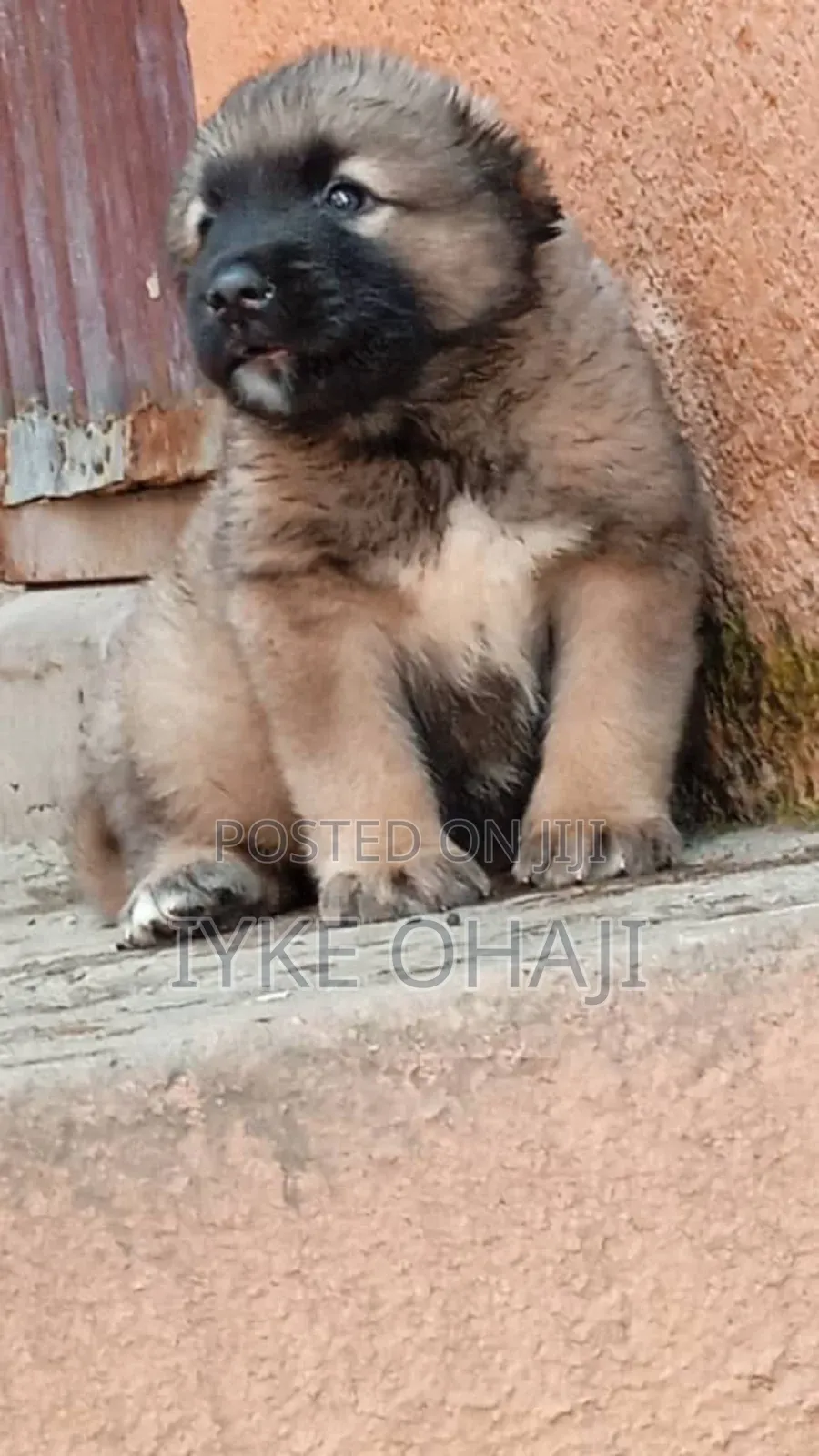 1-3 months Female Purebred Caucasian Shepherd