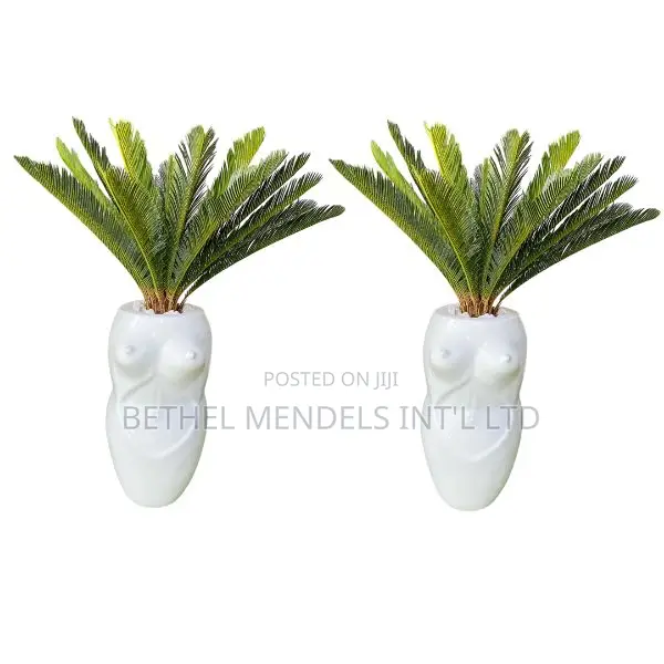 Combo of Sisi Vase/Cycas Plant