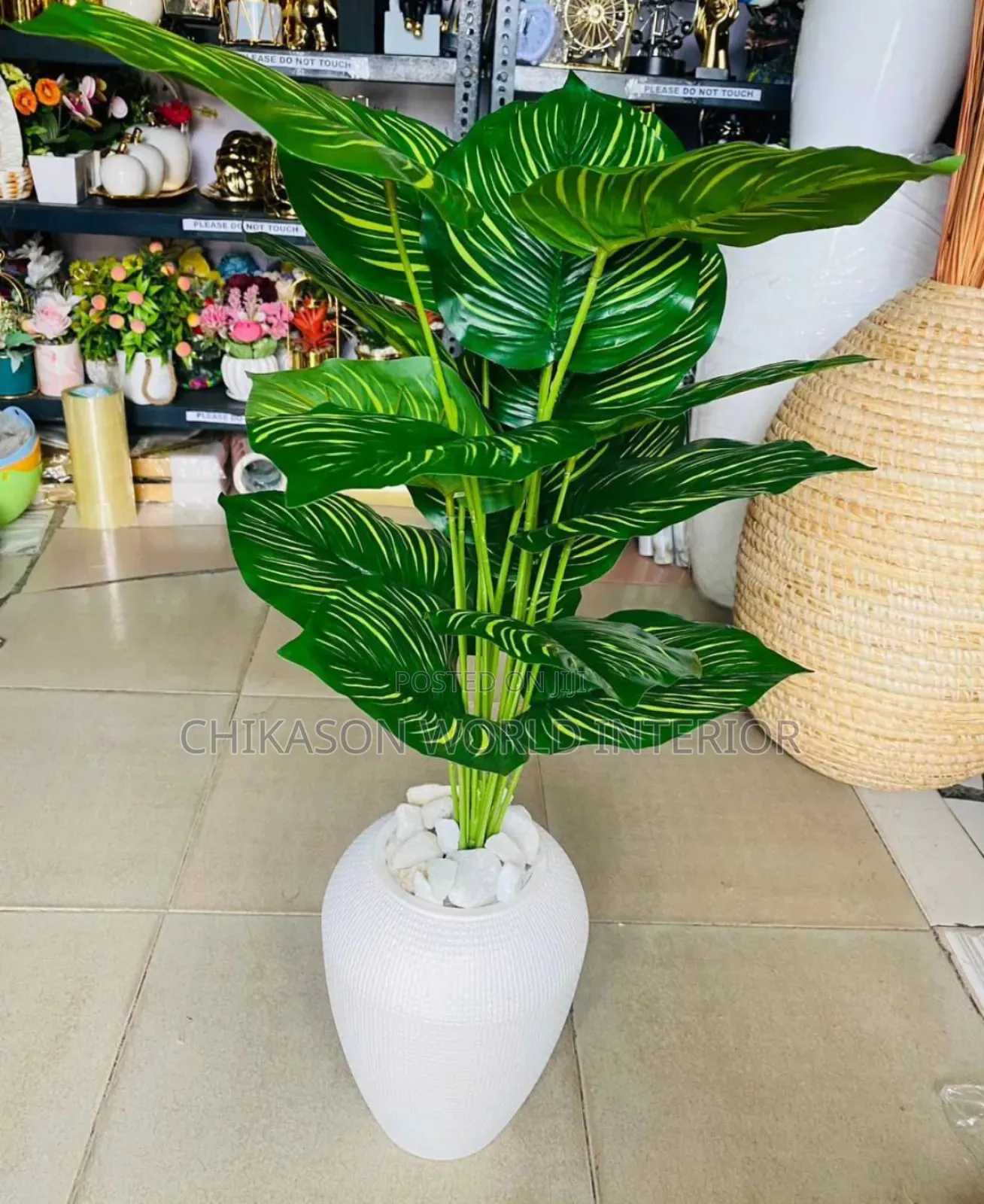 Beautiful Plant  With Vase