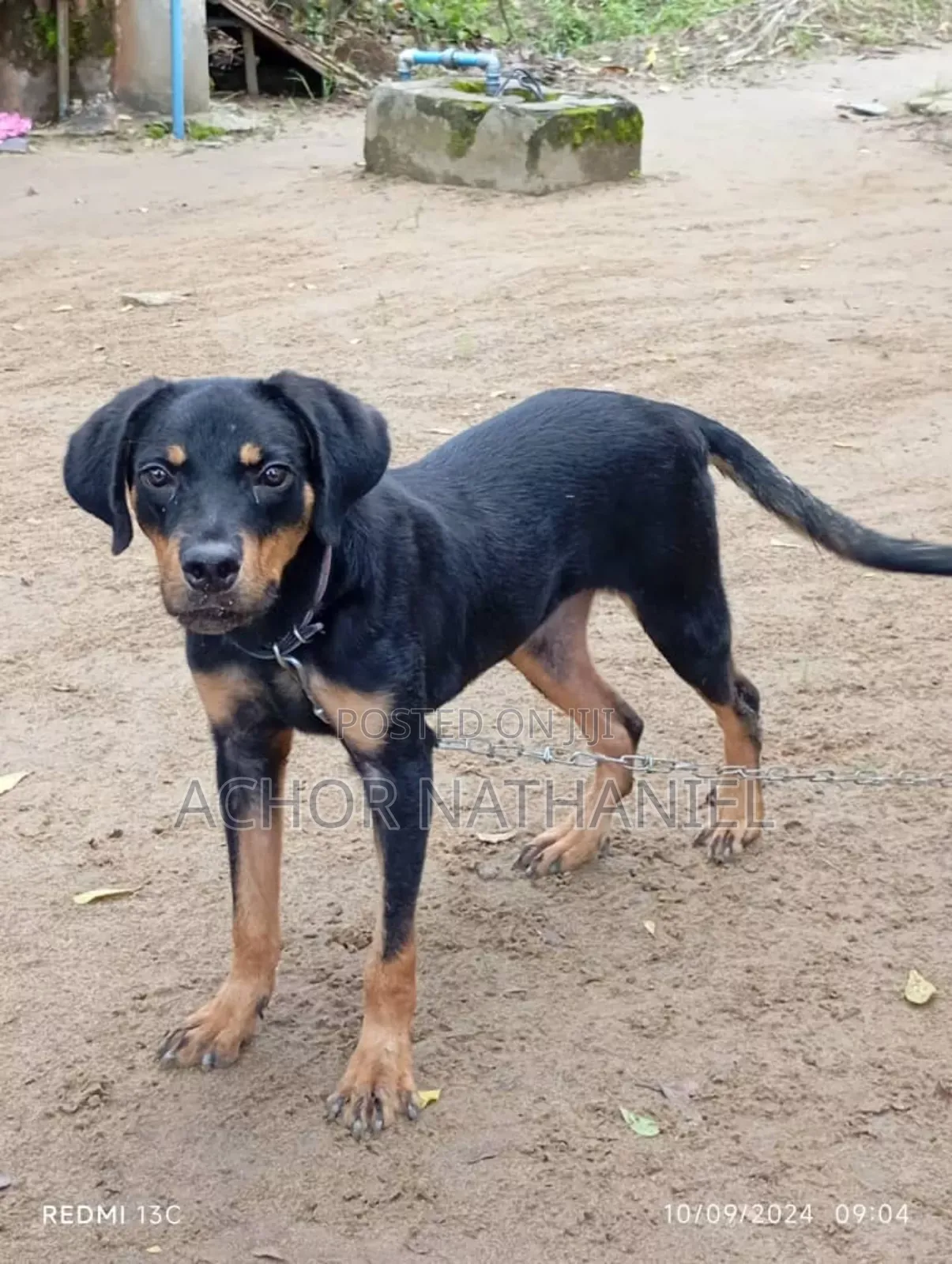 3-6 months Male Purebred Rottweiler
