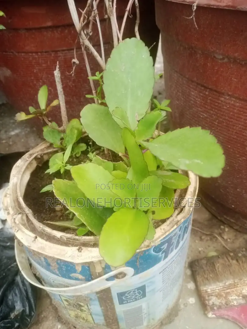 Miracle Leave {Ewe Abamoda Seedlings) Available to Deliver