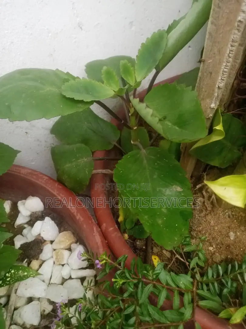 Miracle Leave {Ewe Abamoda Seedlings) Available to Deliver