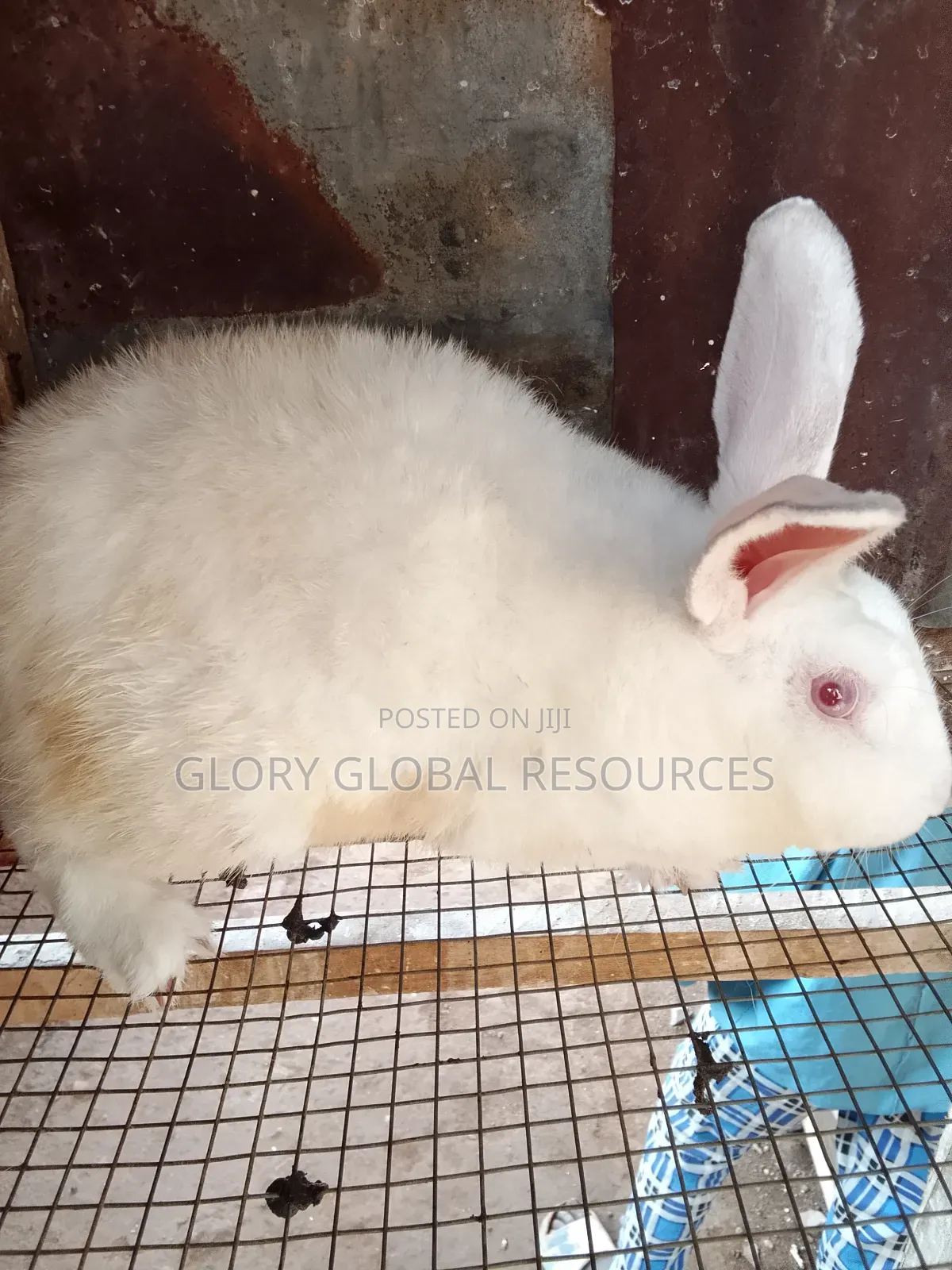 Matured Hyla Male Rabbit