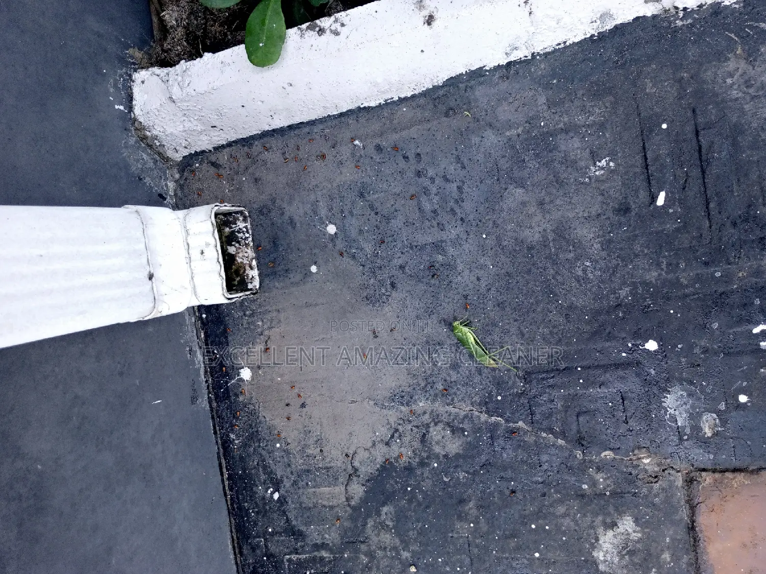 Excellent Amazing Justice to Insecticides