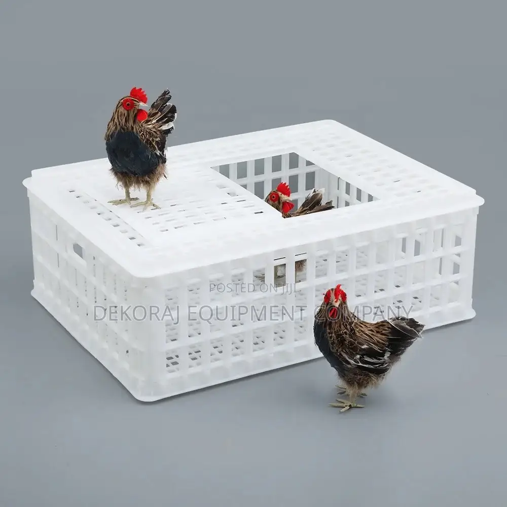 Large-size Chicken Crates - Direct Main Dealer Supply