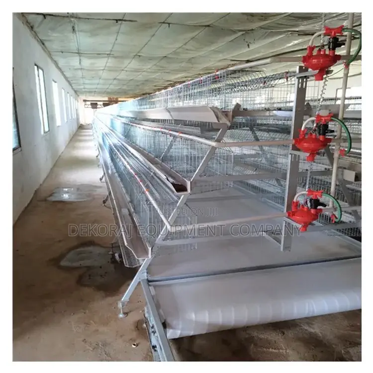 A Type Foreign Layers Cage With Pp Conveyor Cleaning System