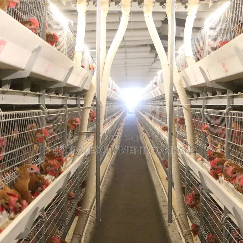 Automatic Chicken Cage Seller in Nigeria and Setup