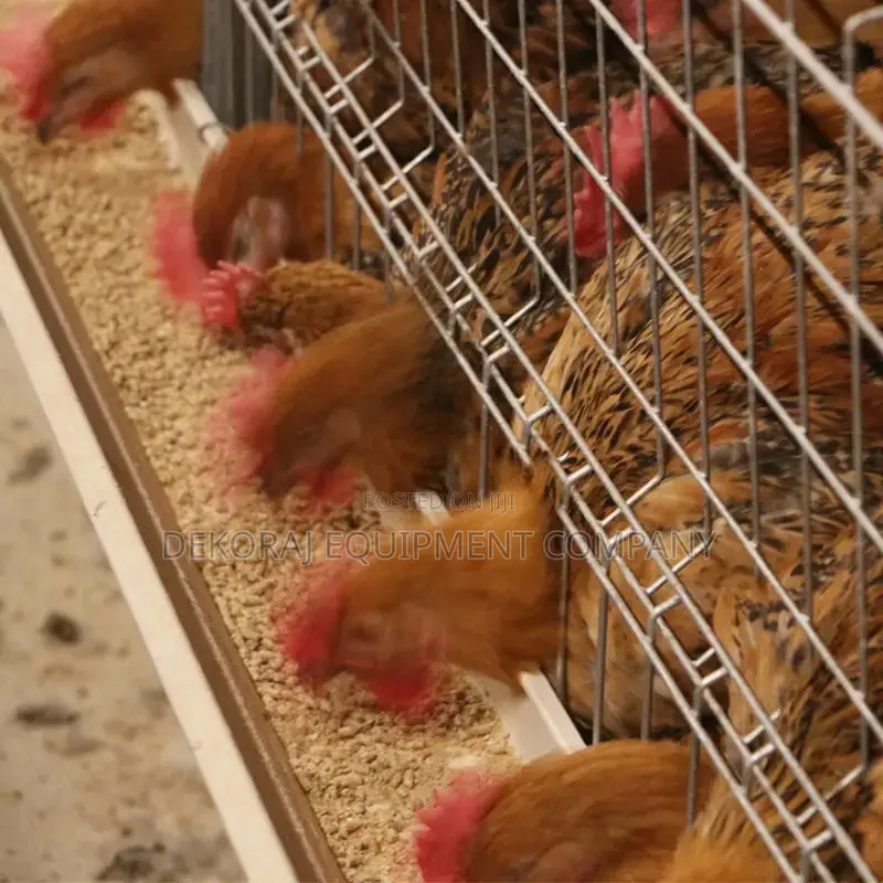 160 Chicken Layer Battery Cage, Hotdip Galvanize Cage