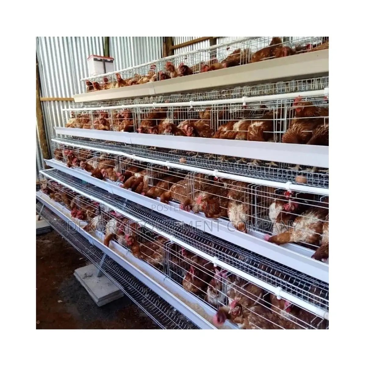 160 Birds Layer Chicken Cage For Up To 90,000 Layers