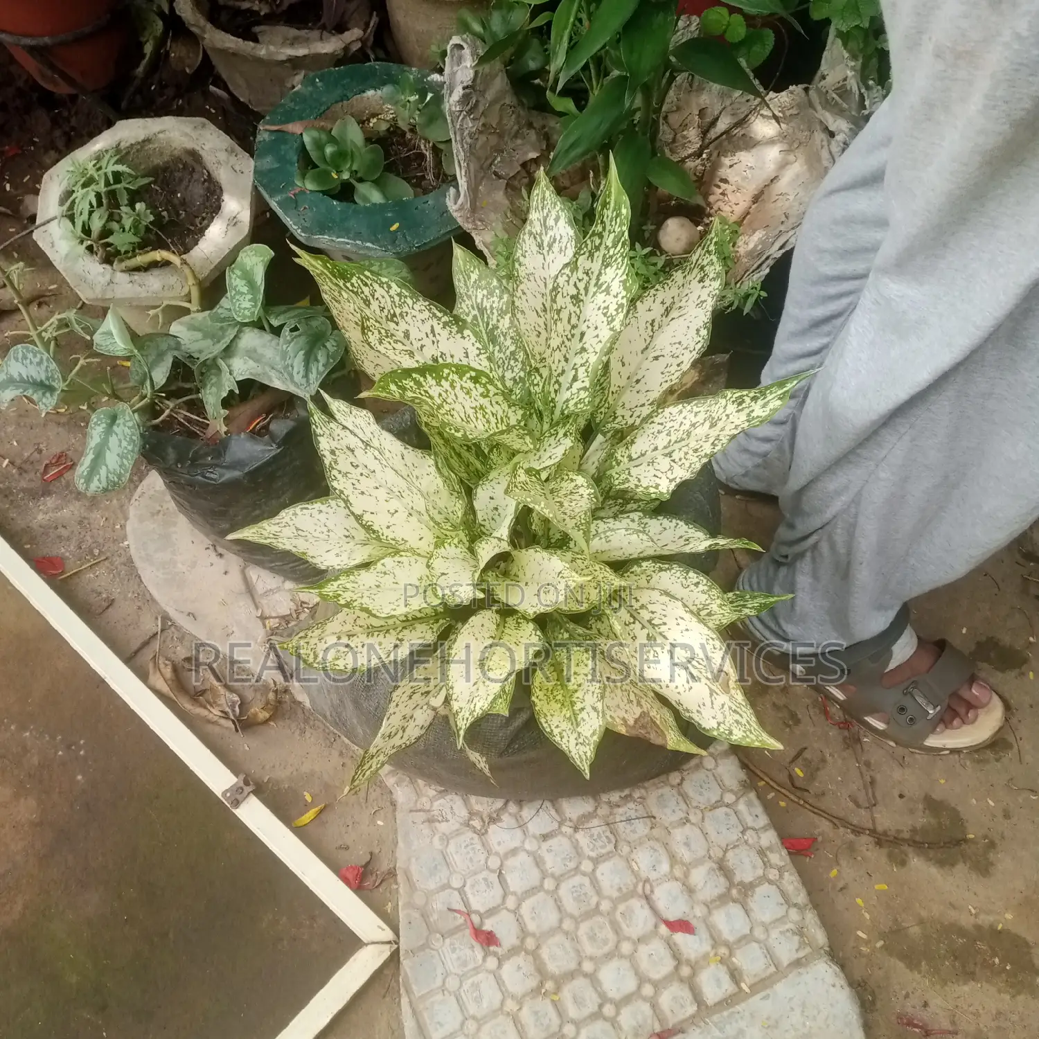 Best Indoor Plants for Interior Decor, Landscape E