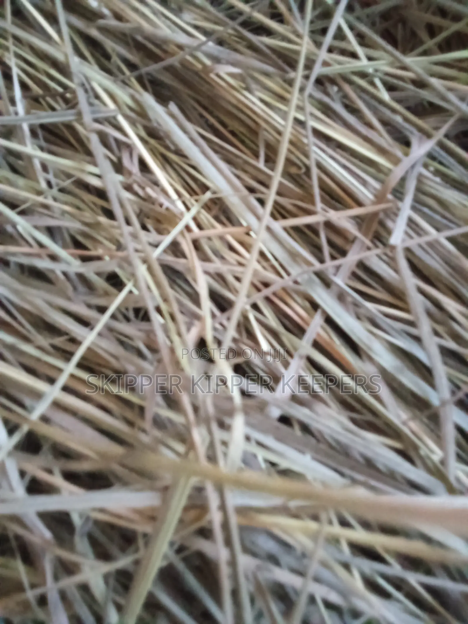 Lemon Grass 1kg ( 10kg Upwards)