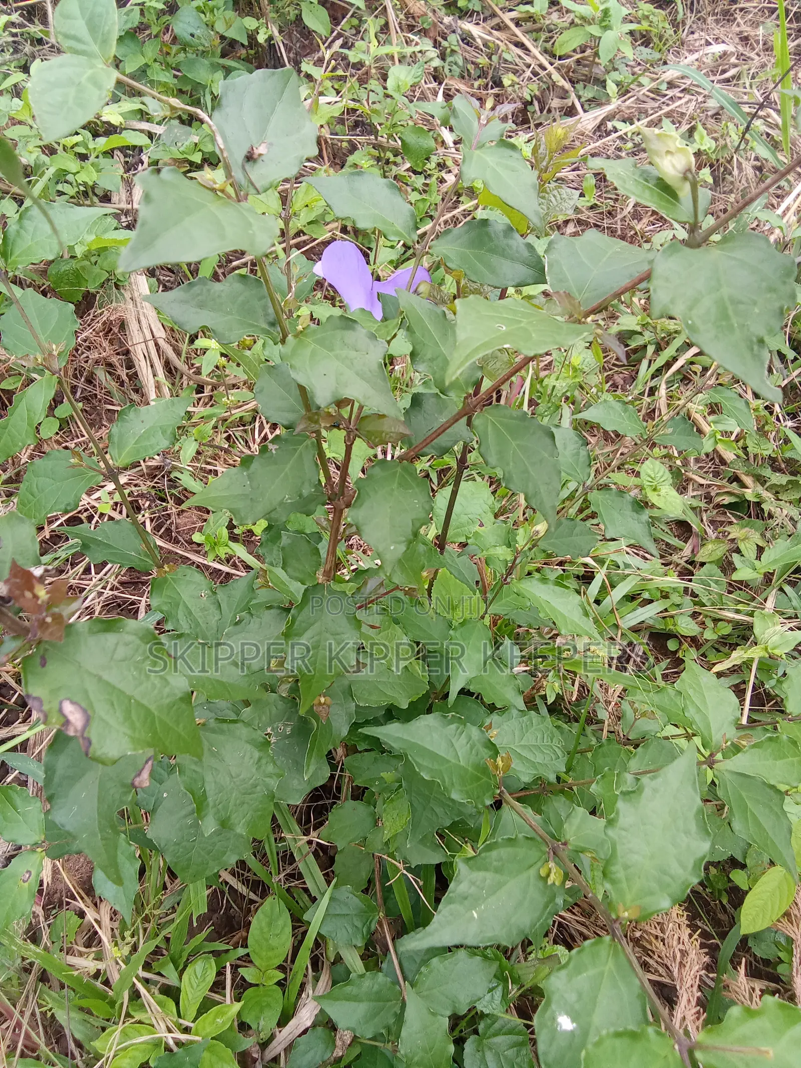 Purple Rose Flower