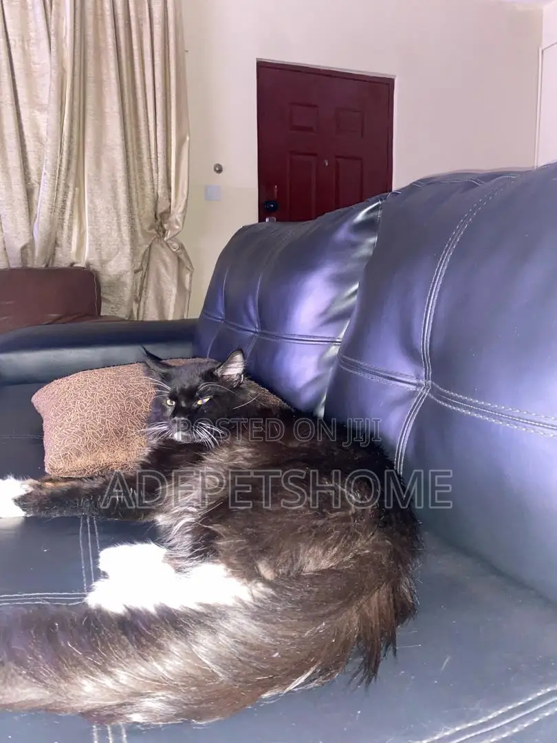1+ year Male Purebred Maine Coon