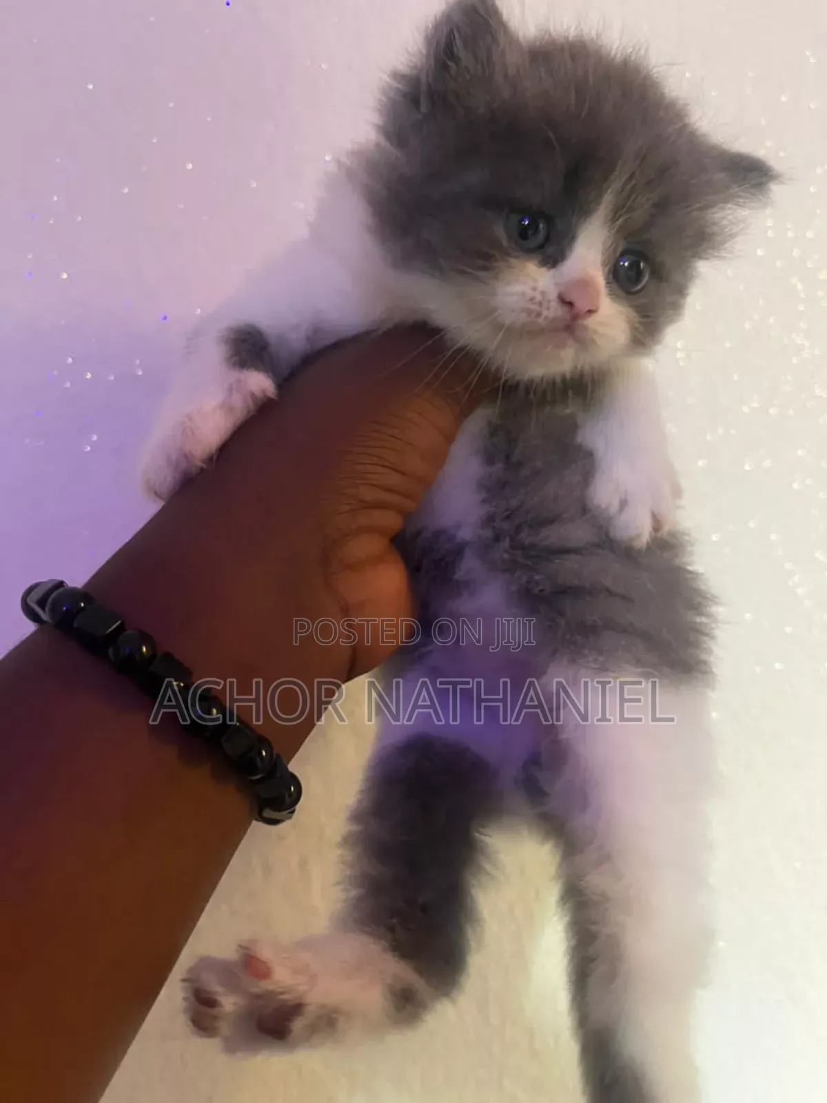 1-3 months Male Purebred Persian