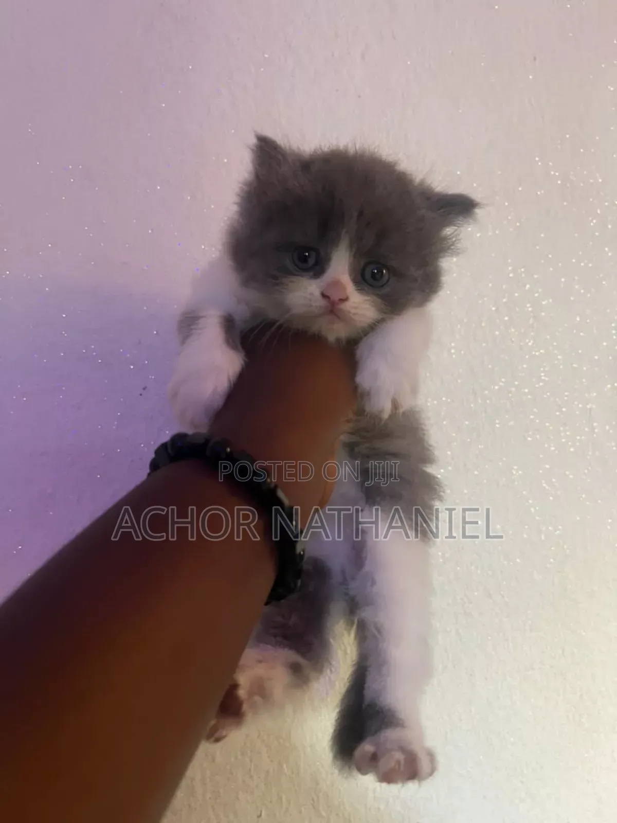 1-3 months Male Purebred Persian