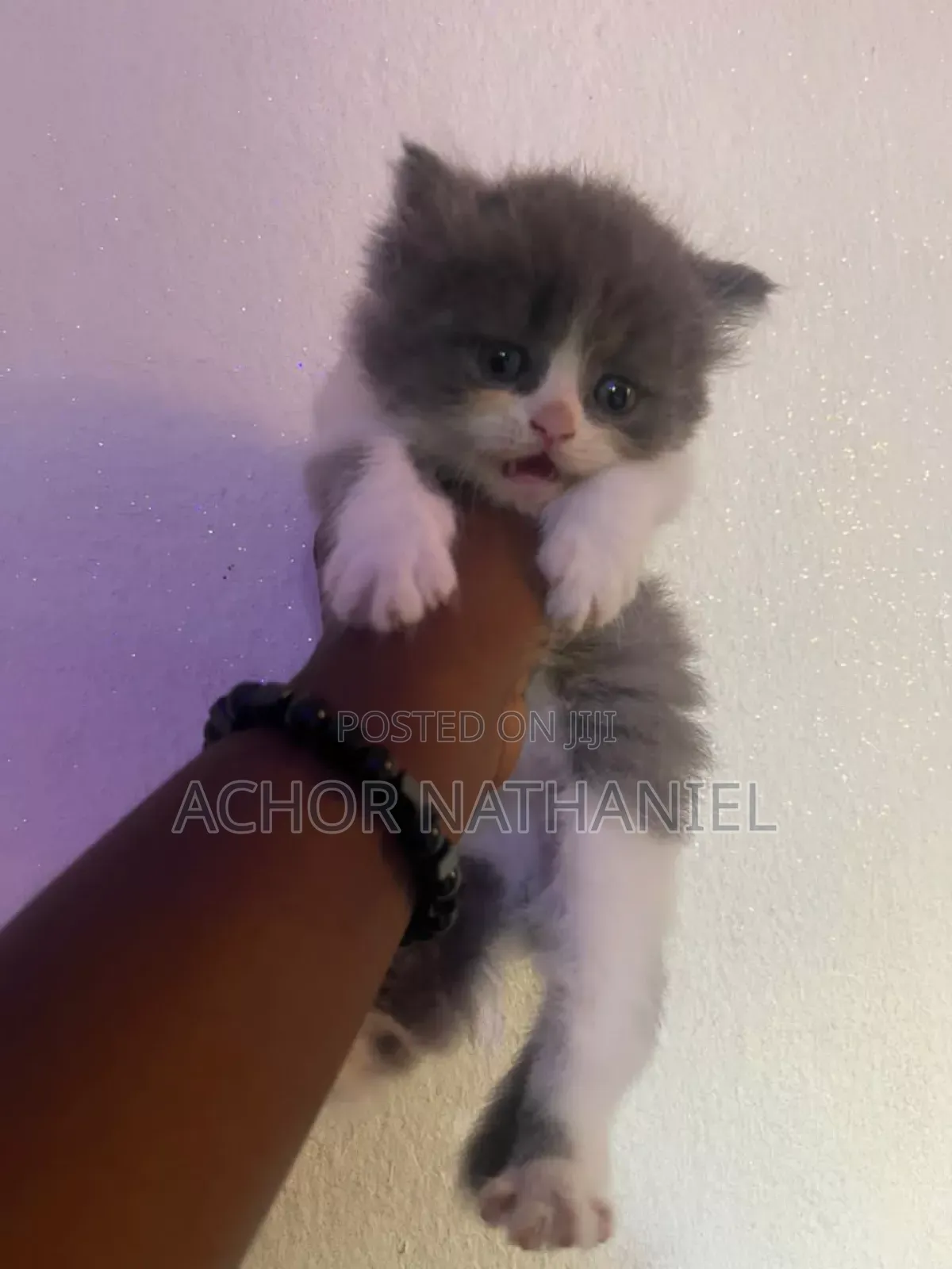 1-3 months Male Purebred Persian