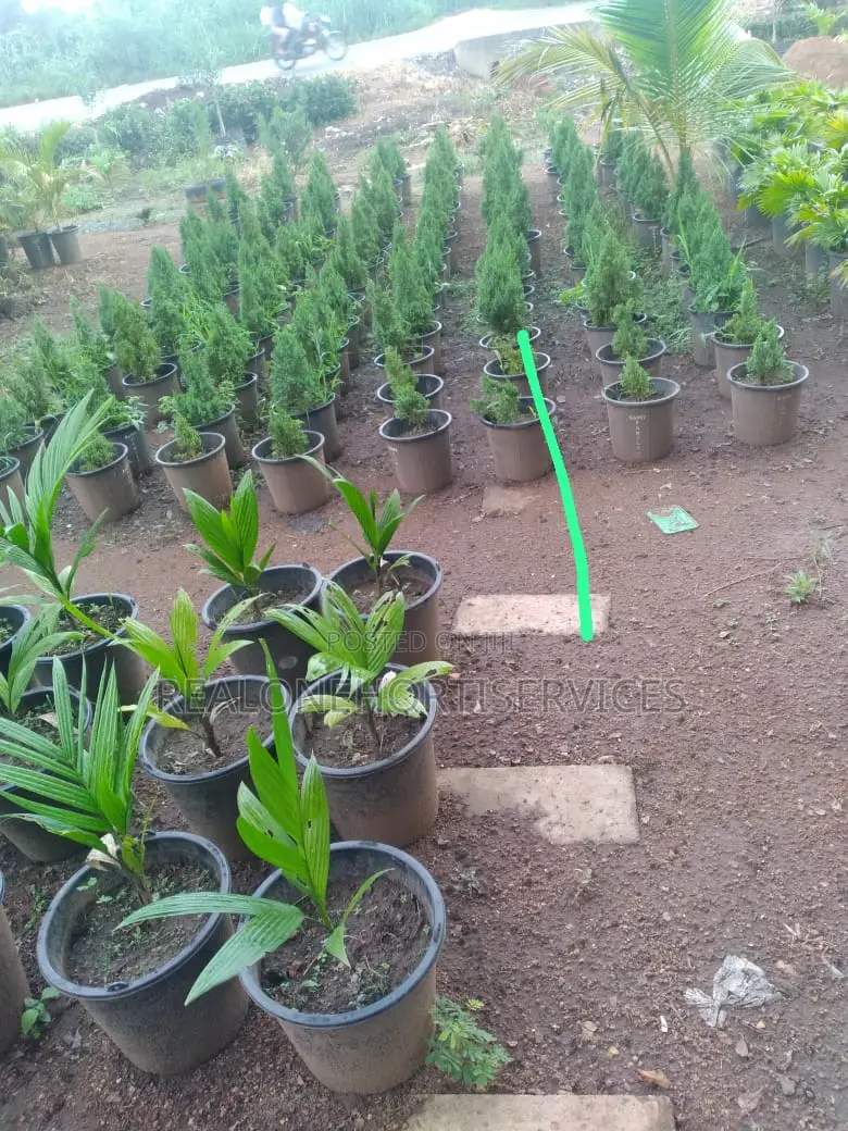 Real'one Garden for Home Plant, Landscape Plant