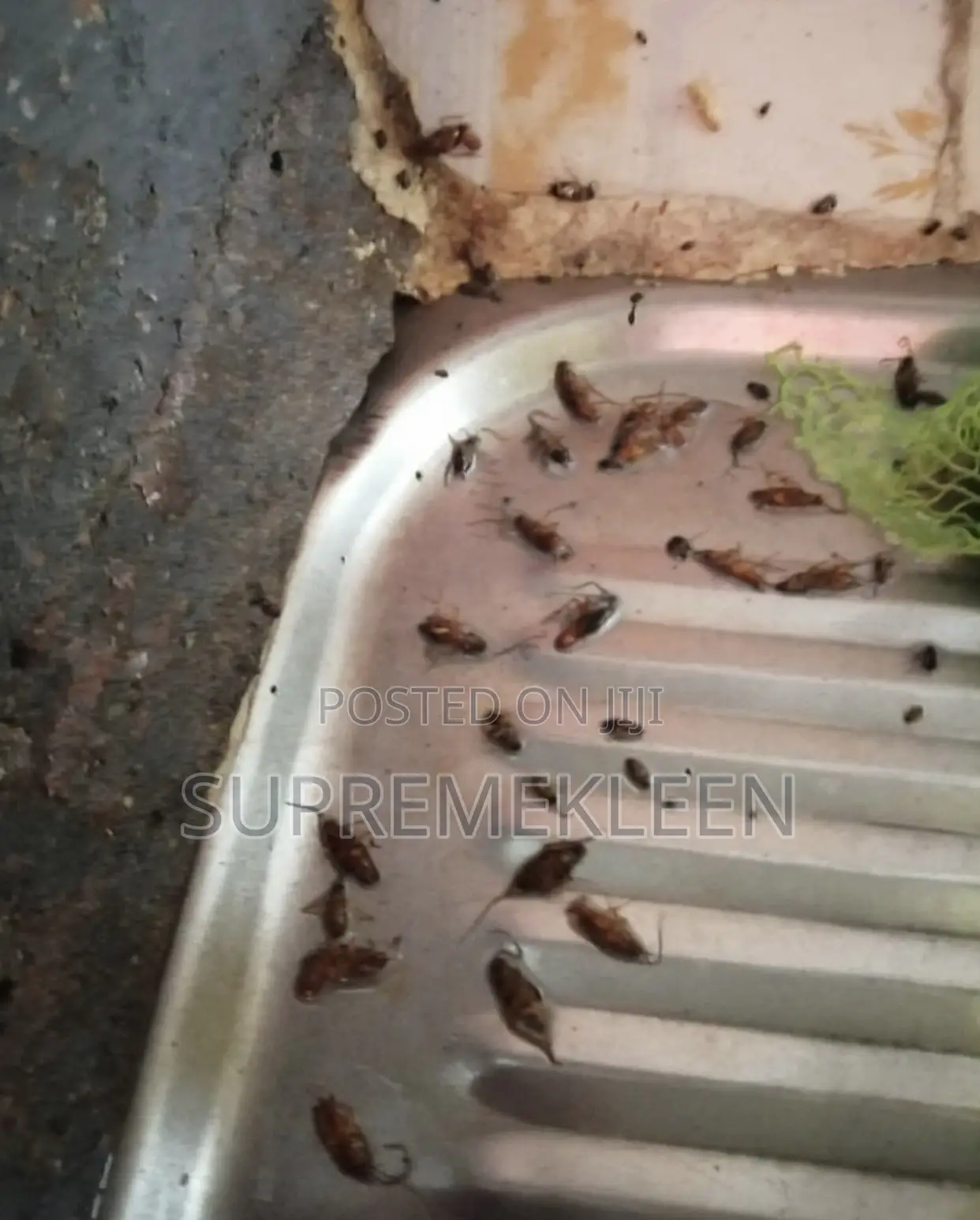 Fumigation of Insert(Pest) Control/House Cleaning House