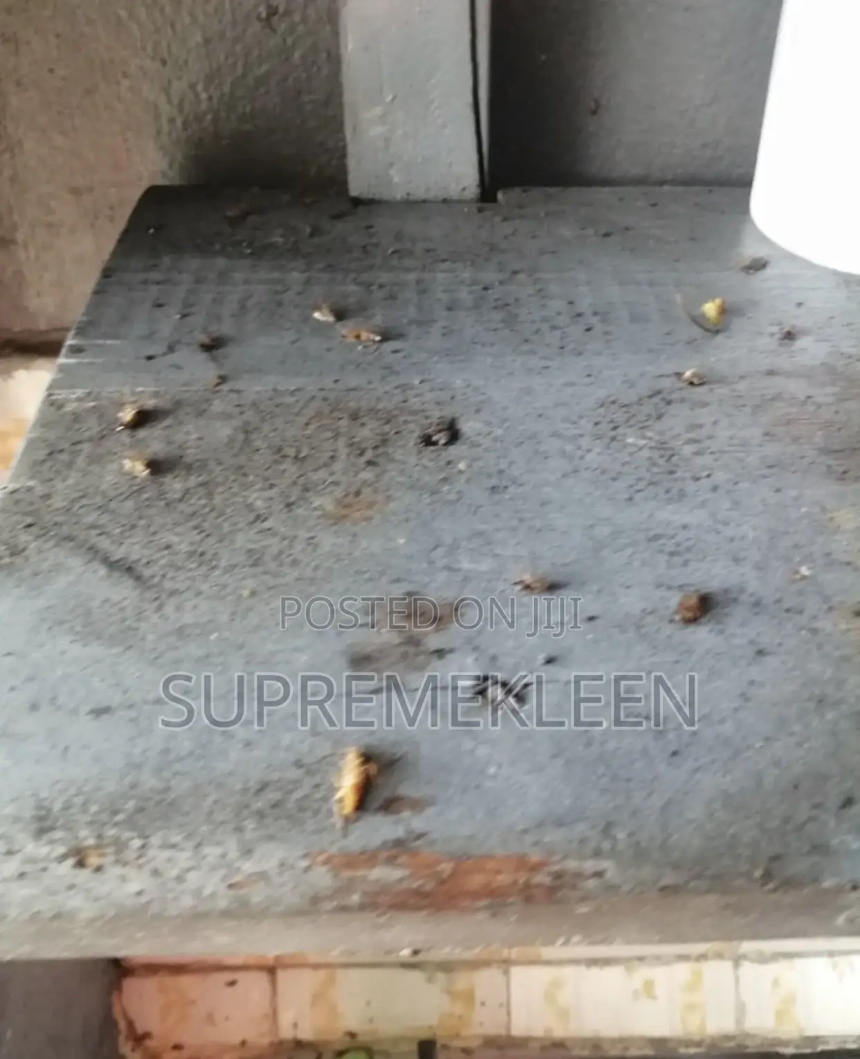 Fumigation of Insert(Pest) Control/House Cleaning House