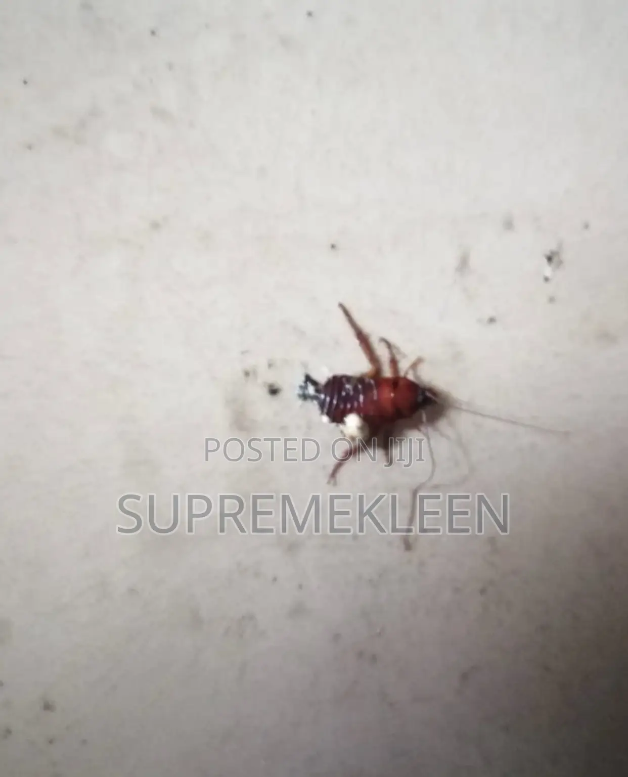 Fumigation of Insert(Pest) Control/House Cleaning House