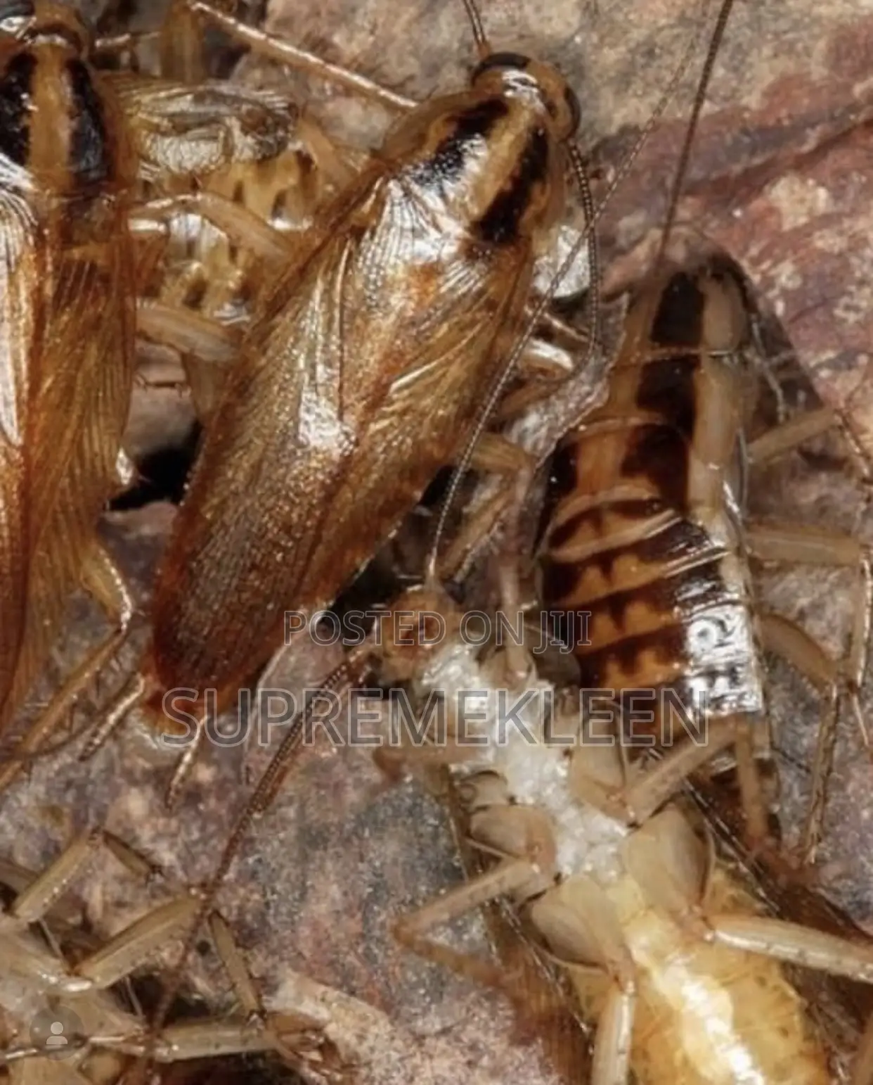 Fumigation of Insert(Pest) Control/House Cleaning House